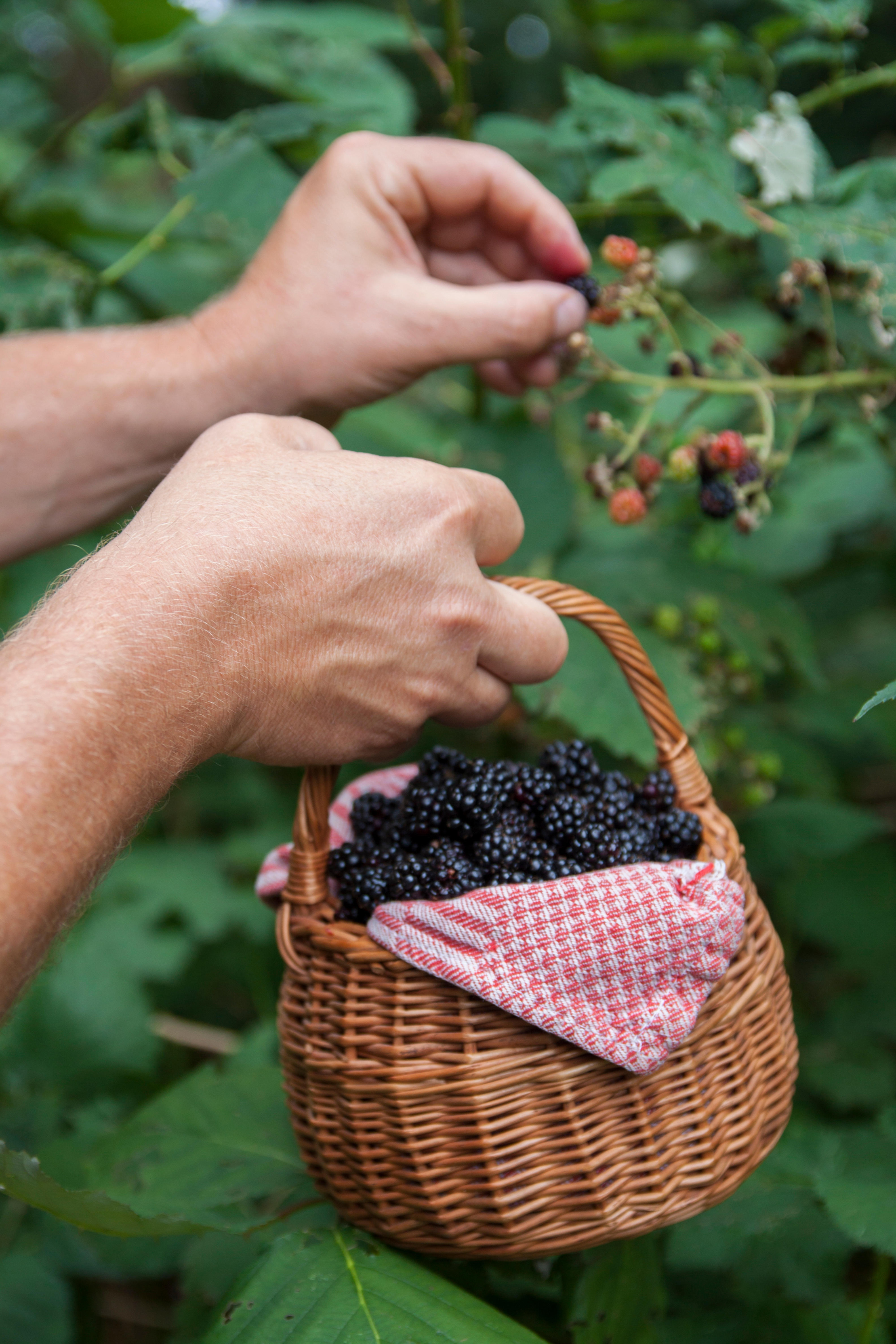 Harvesting blackberries (Alamy/PA)