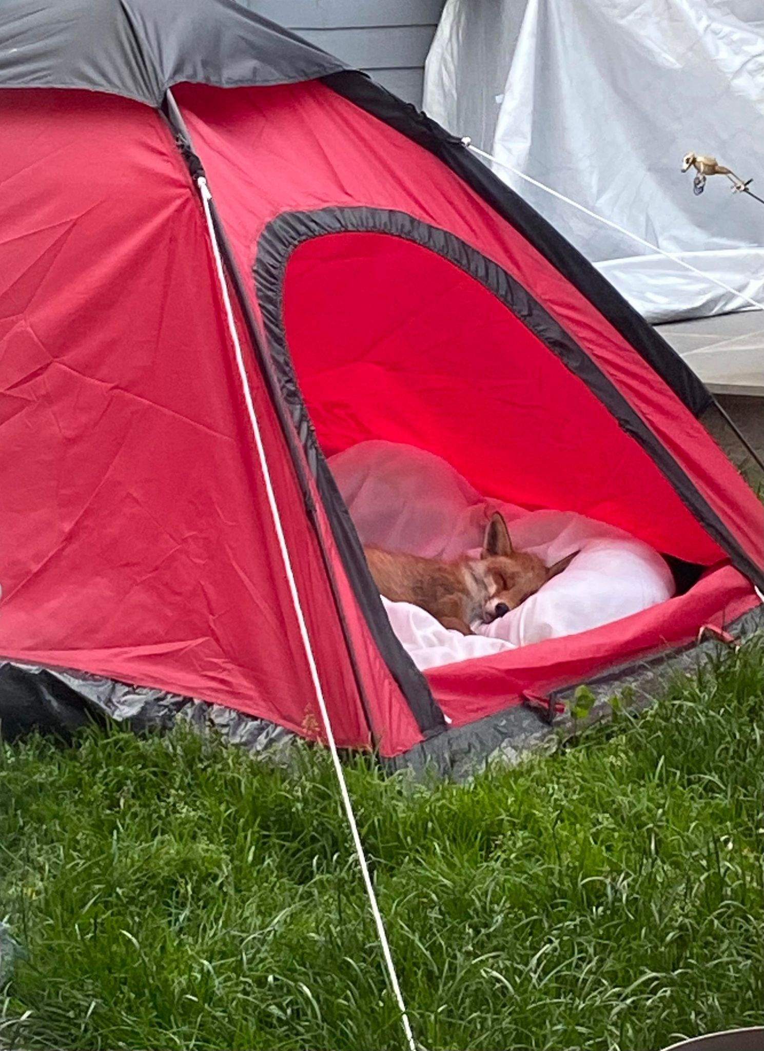 Injured fox sleeps in a red tent.
