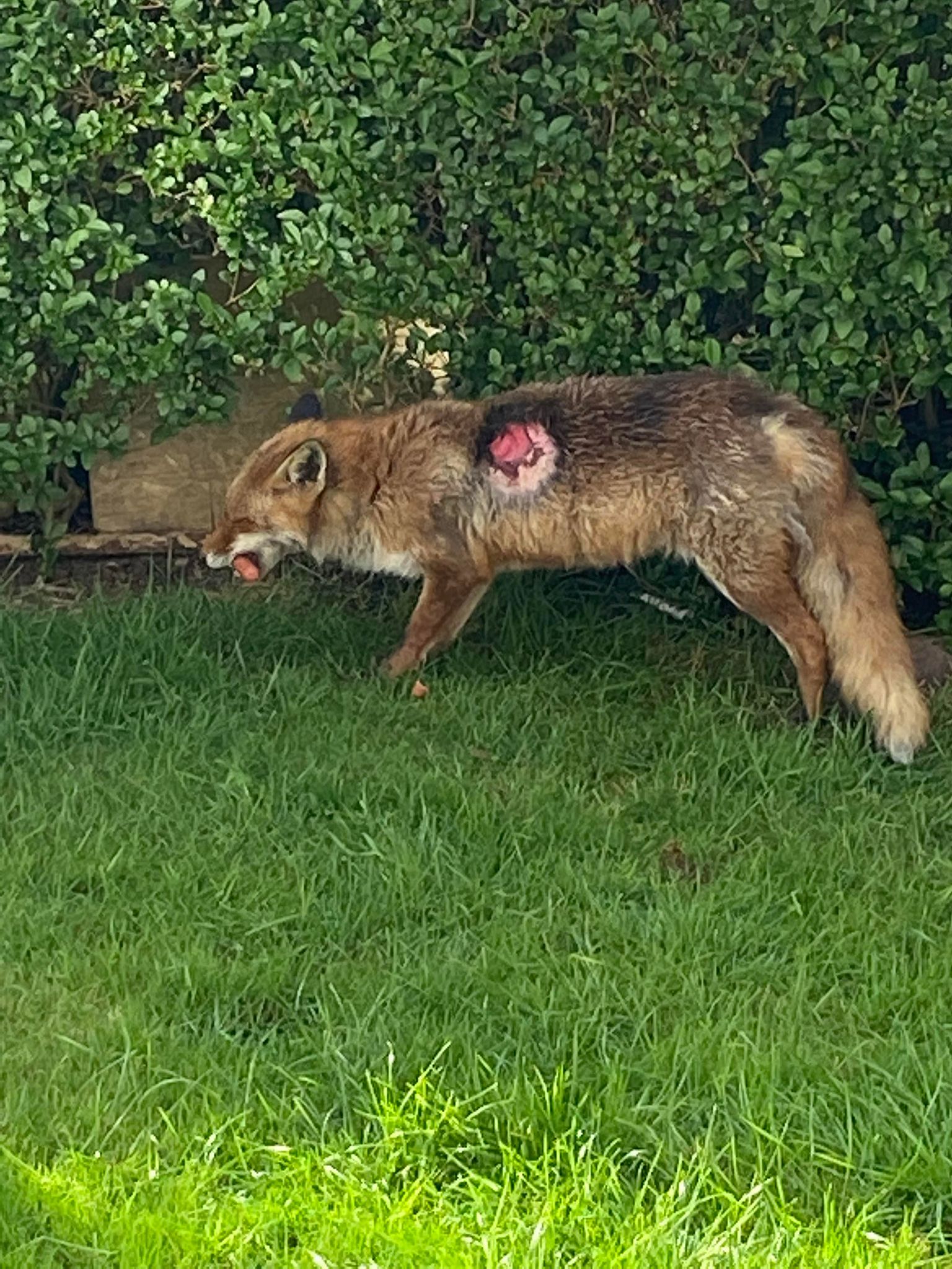 Injured fox with a large wound on its side.