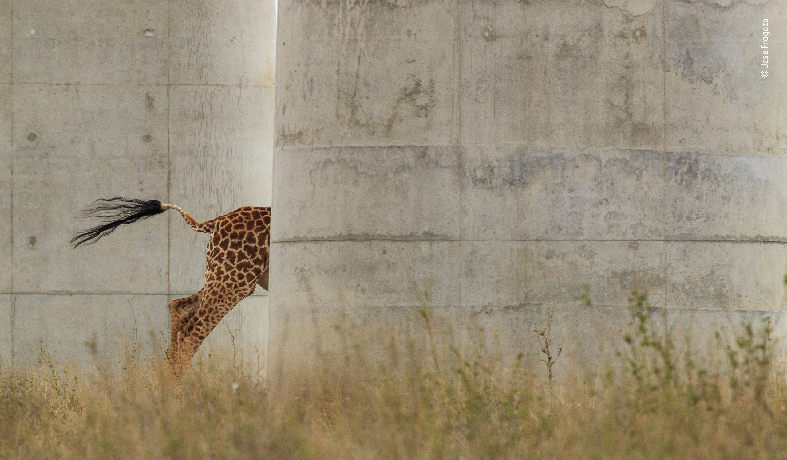 Giraffe disappearing between concrete railway pillars in Nairobi, Kenya