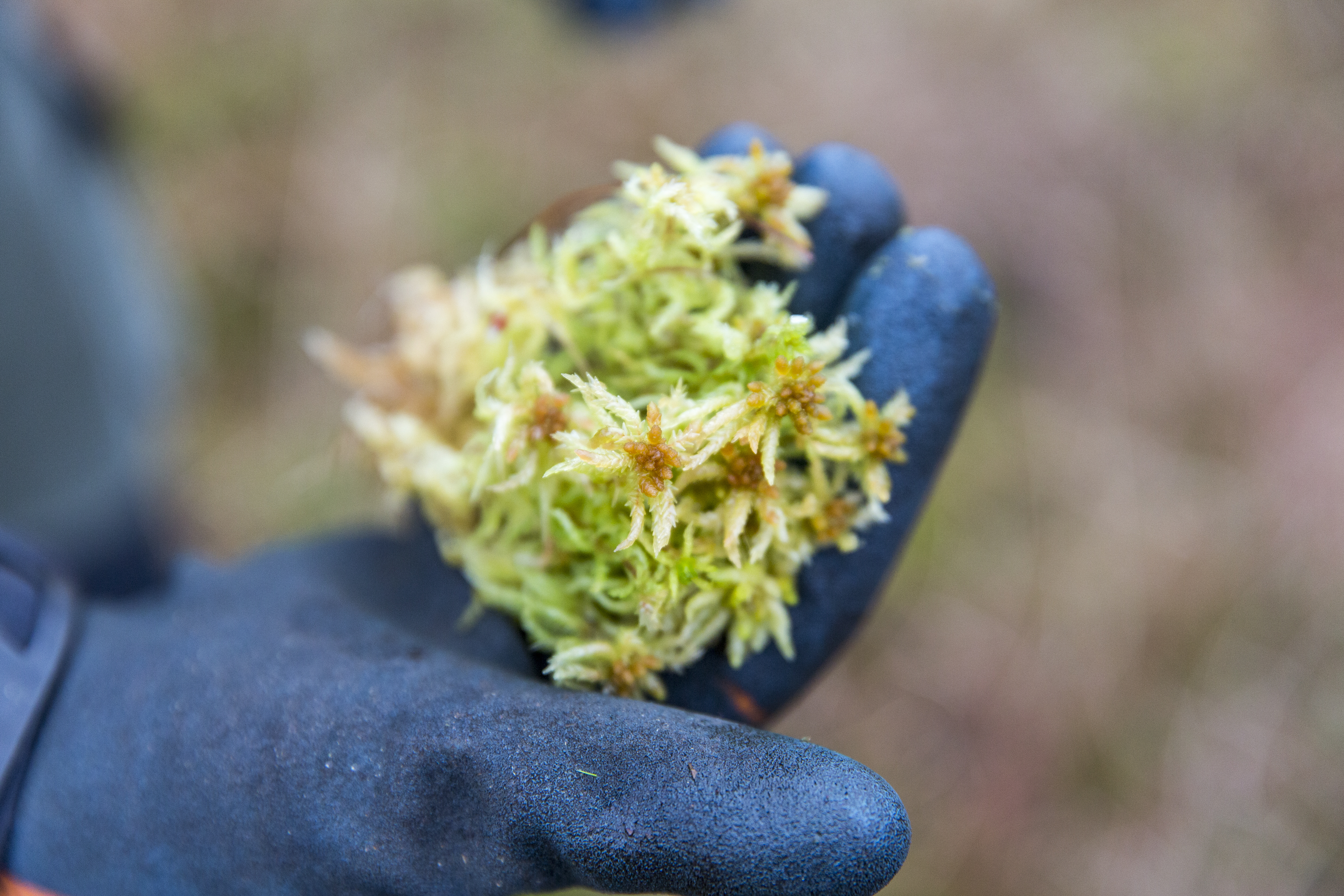 A sphagnum moss plug held in a gloved hand