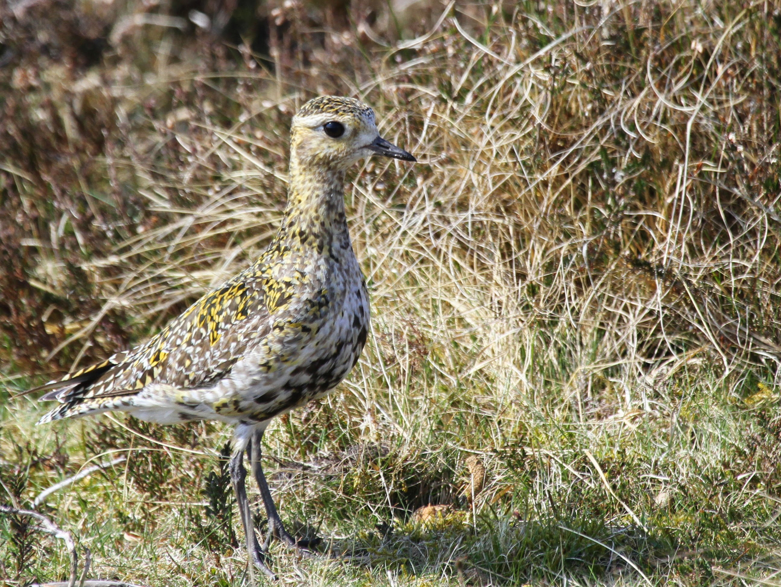 Golden plover on moorland grass