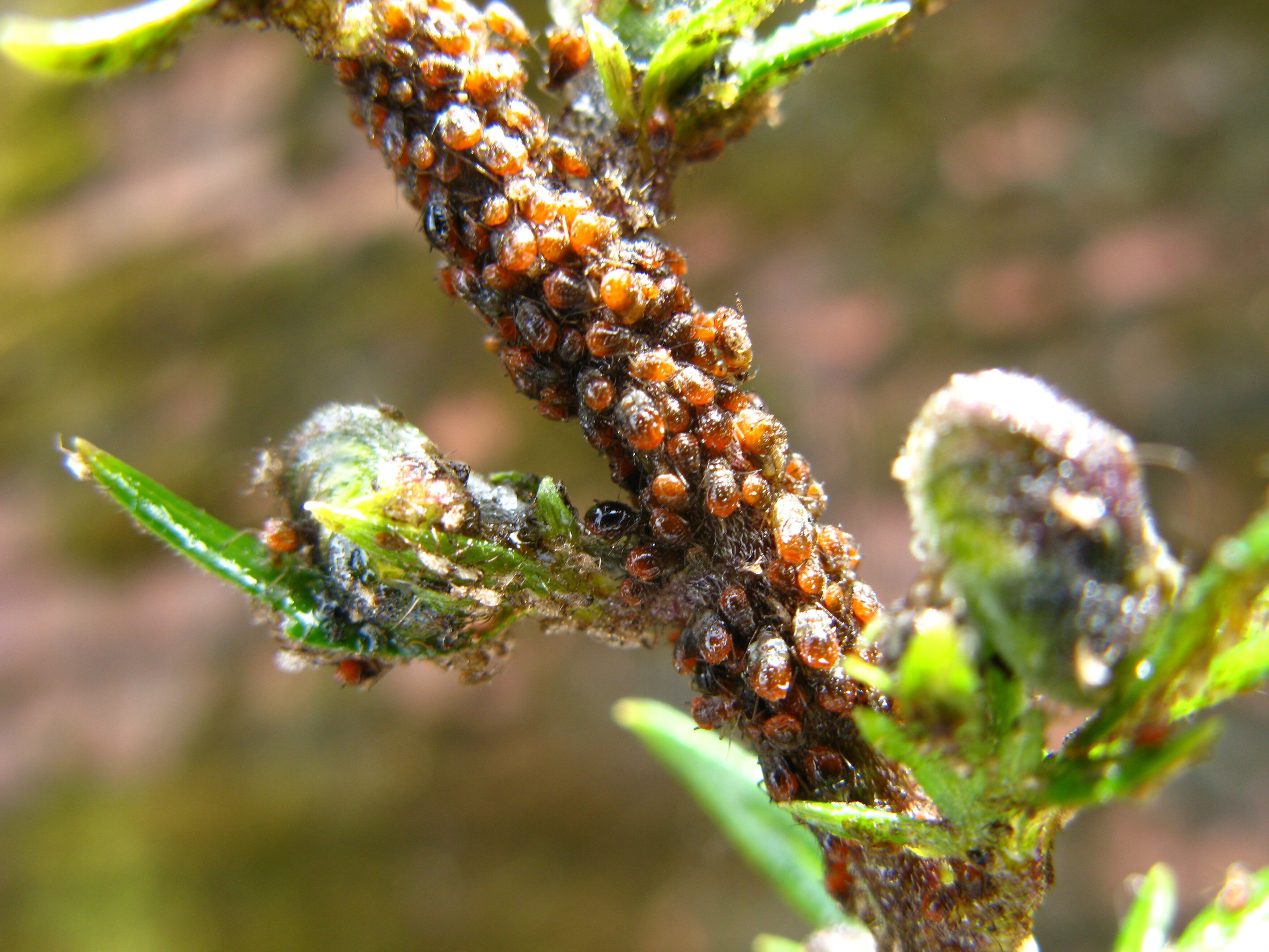 Aphids on a plant stem (Andrew Halstead/RHS/PA)