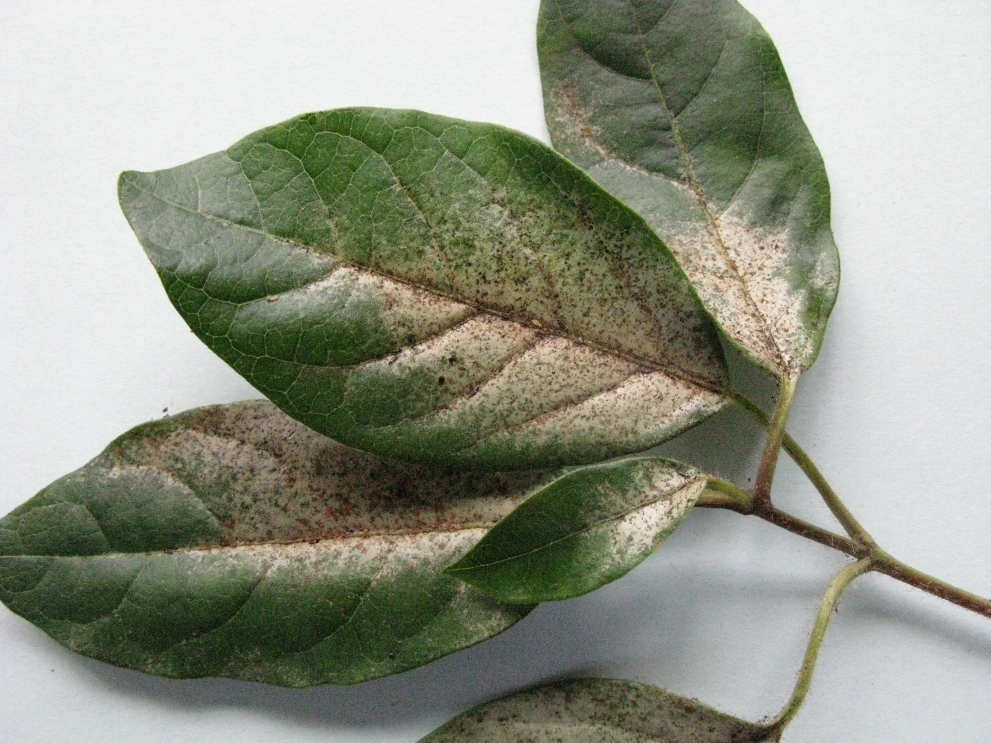 Glasshouse thrips on Viburnum tinus leaves (Andrew Halstead/RHS/PA)