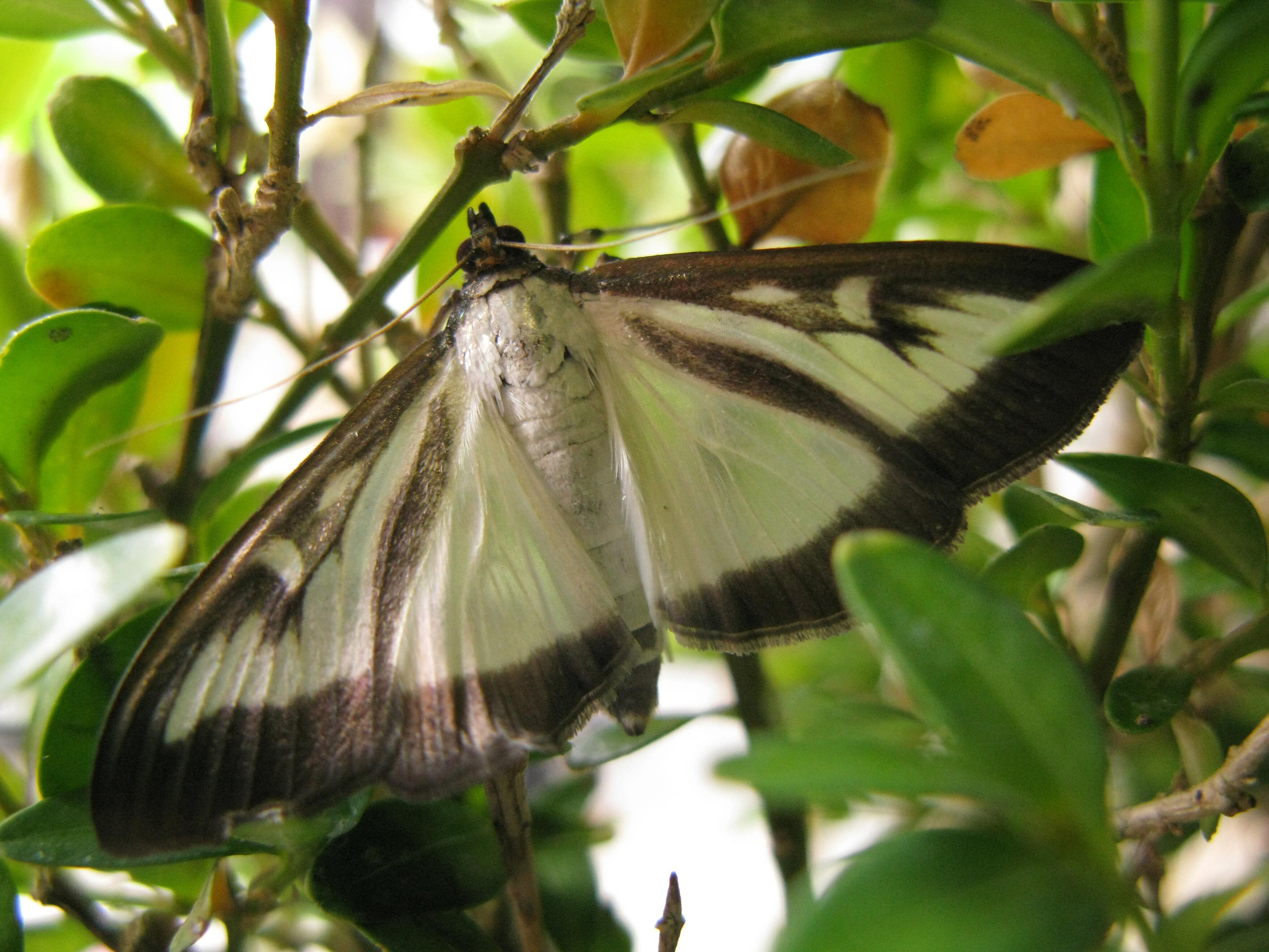 Box tree moth (Andrew Halstead/RHS/PA)
