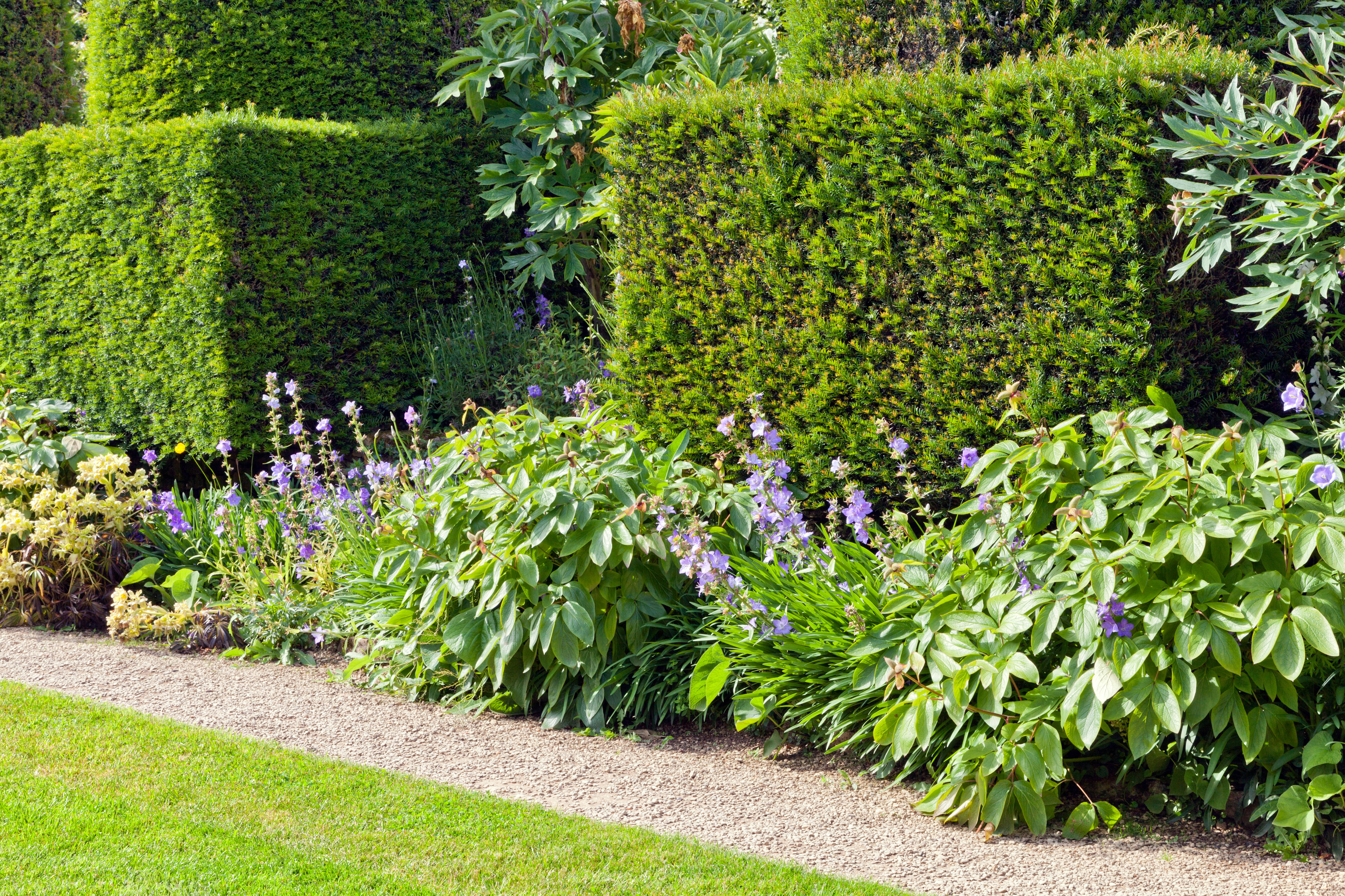 Yew hedge backdrop to border (Alamy/PA)