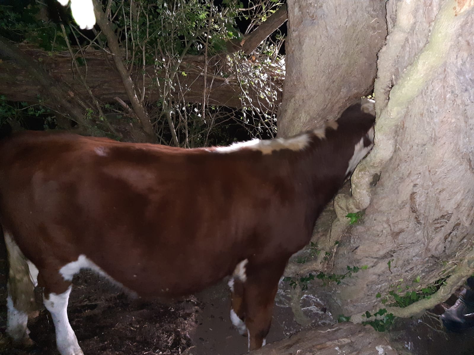 Body of cow sticking out from behind a tree