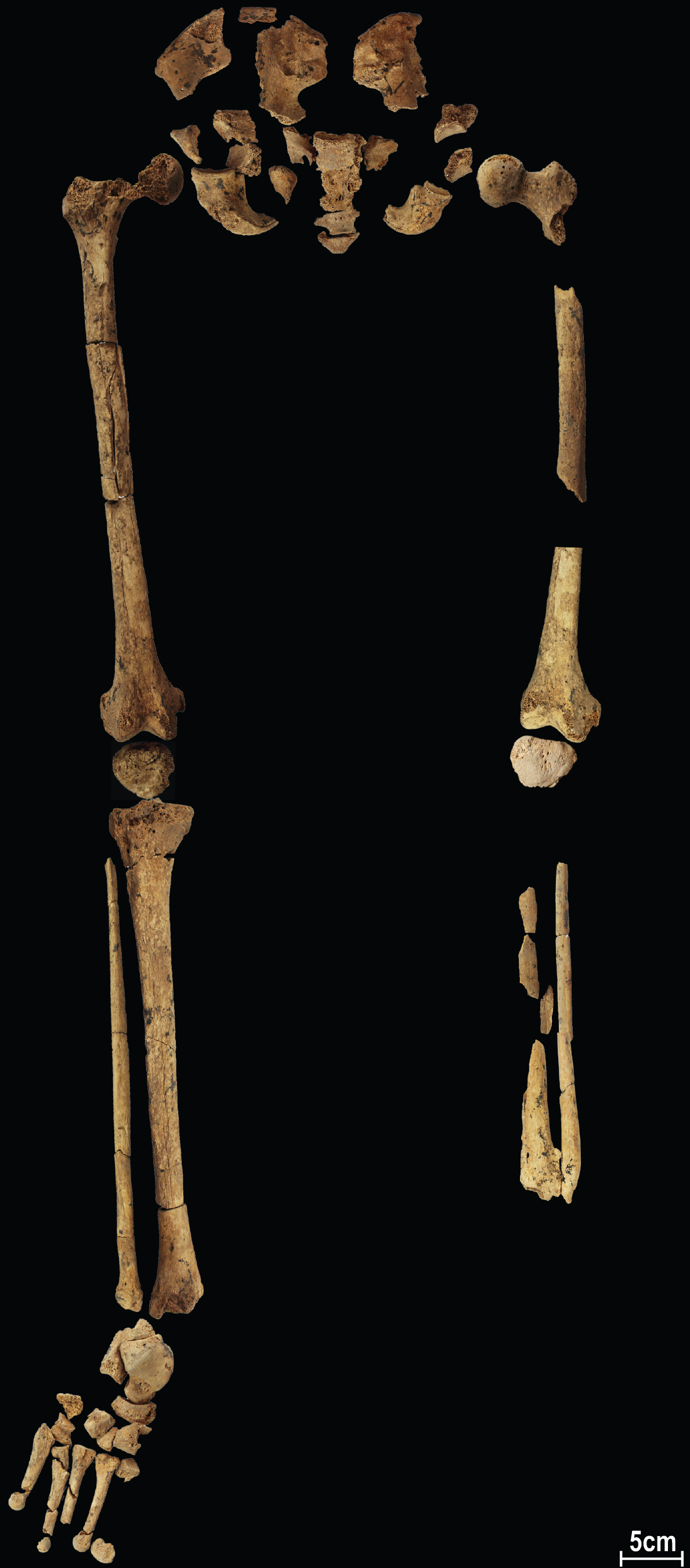 Ancient skeleton