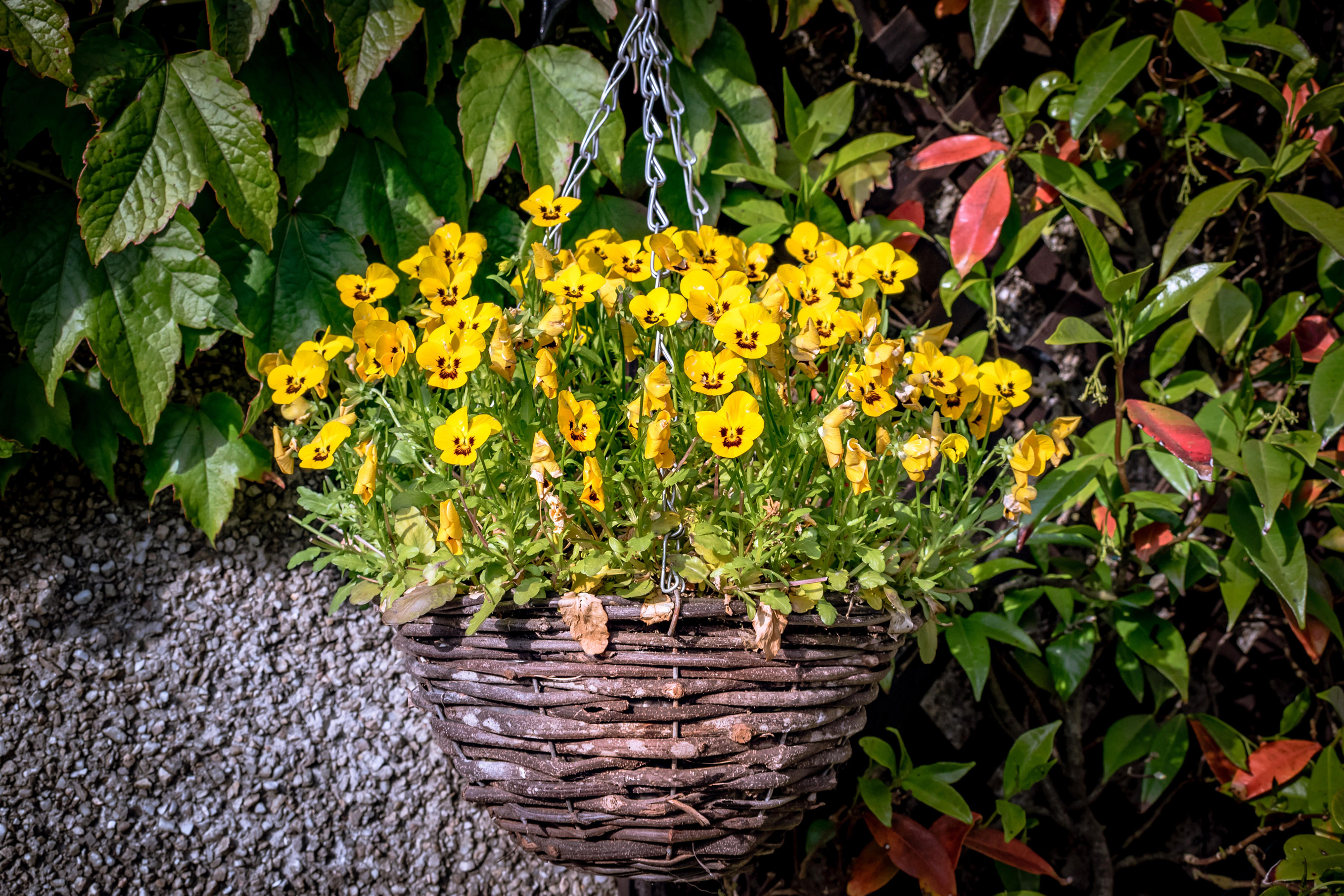 Yellow pansies in hanging baskets