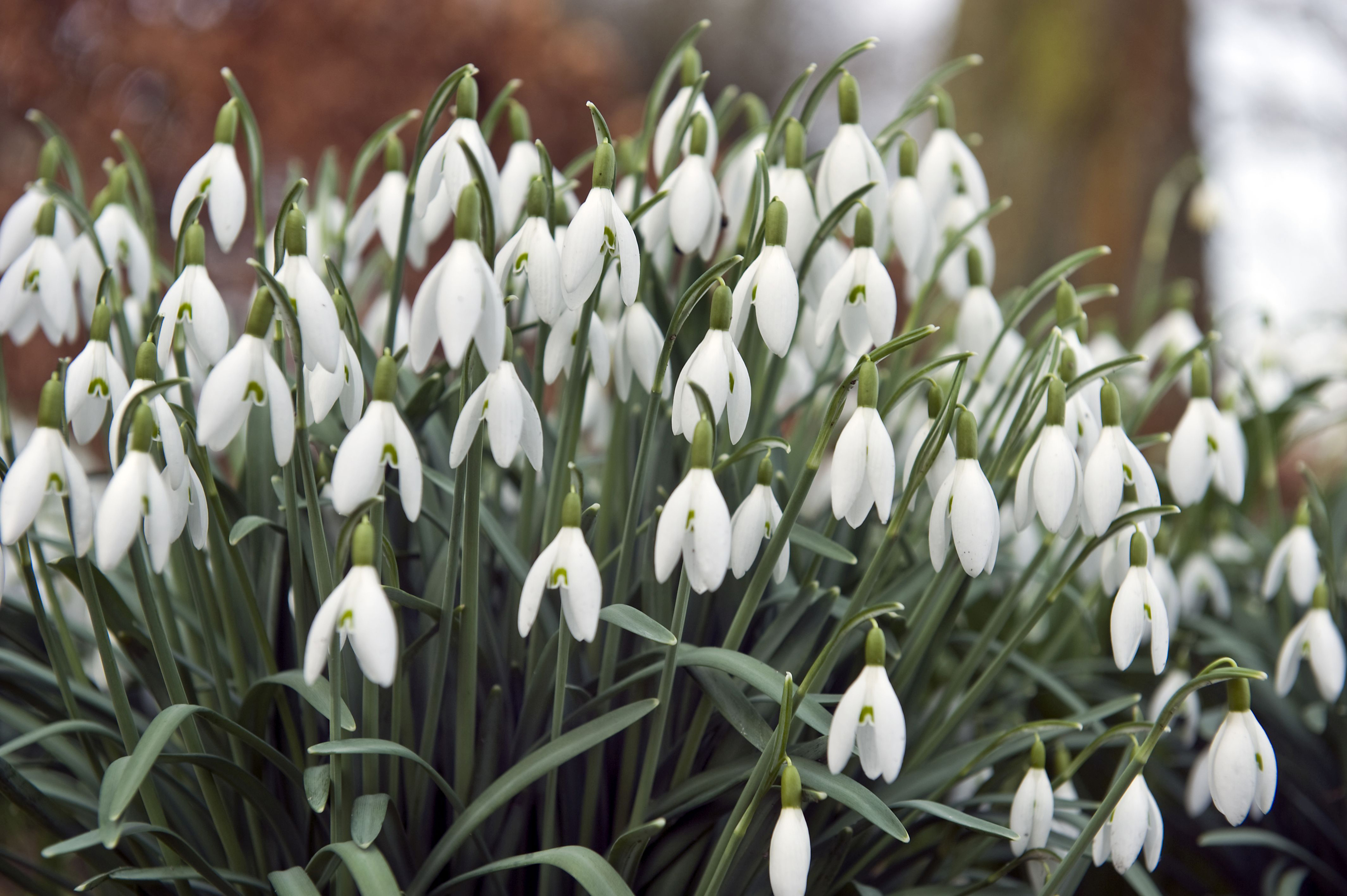 Snowdrops in a garden