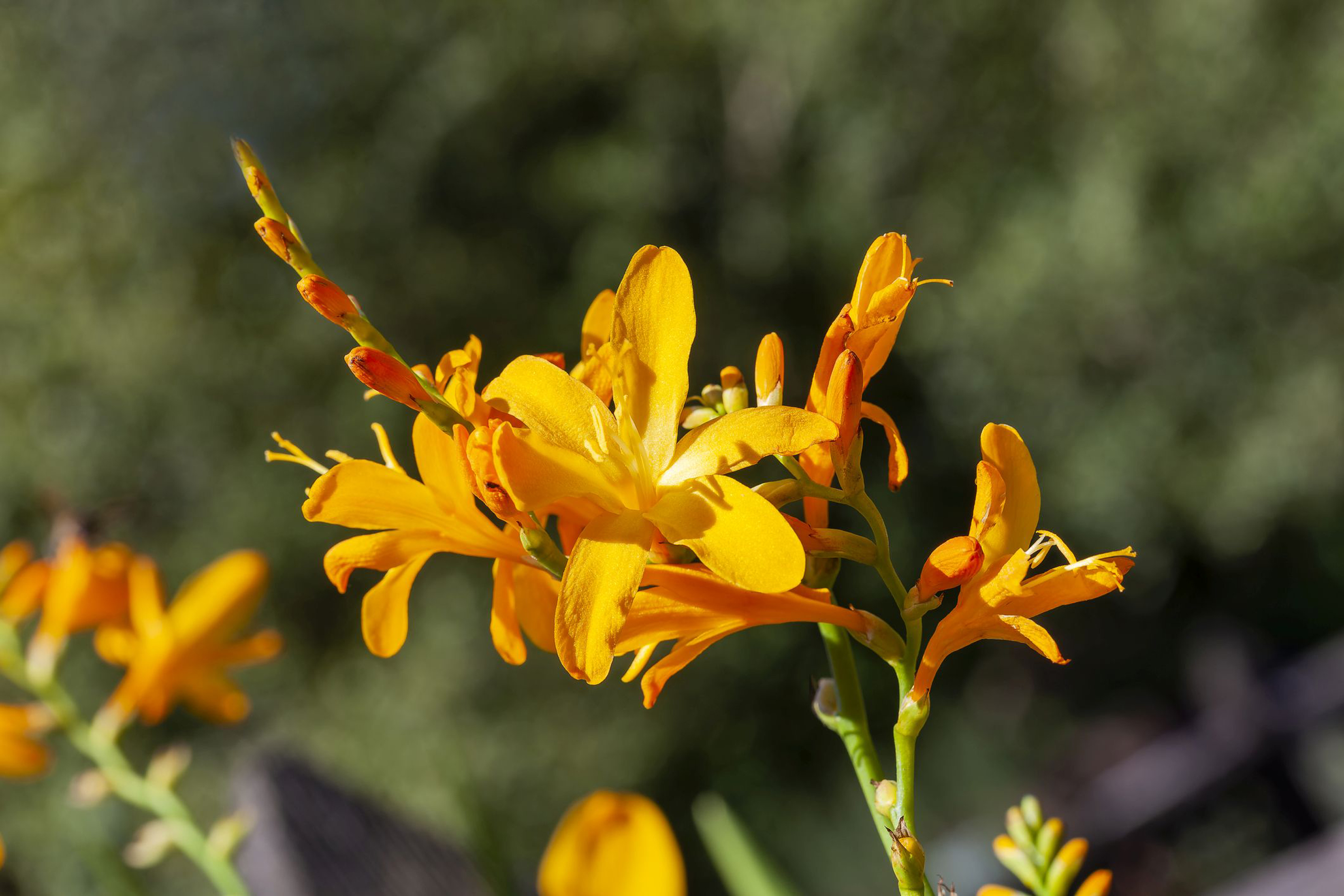 Crocosmia flowering plant