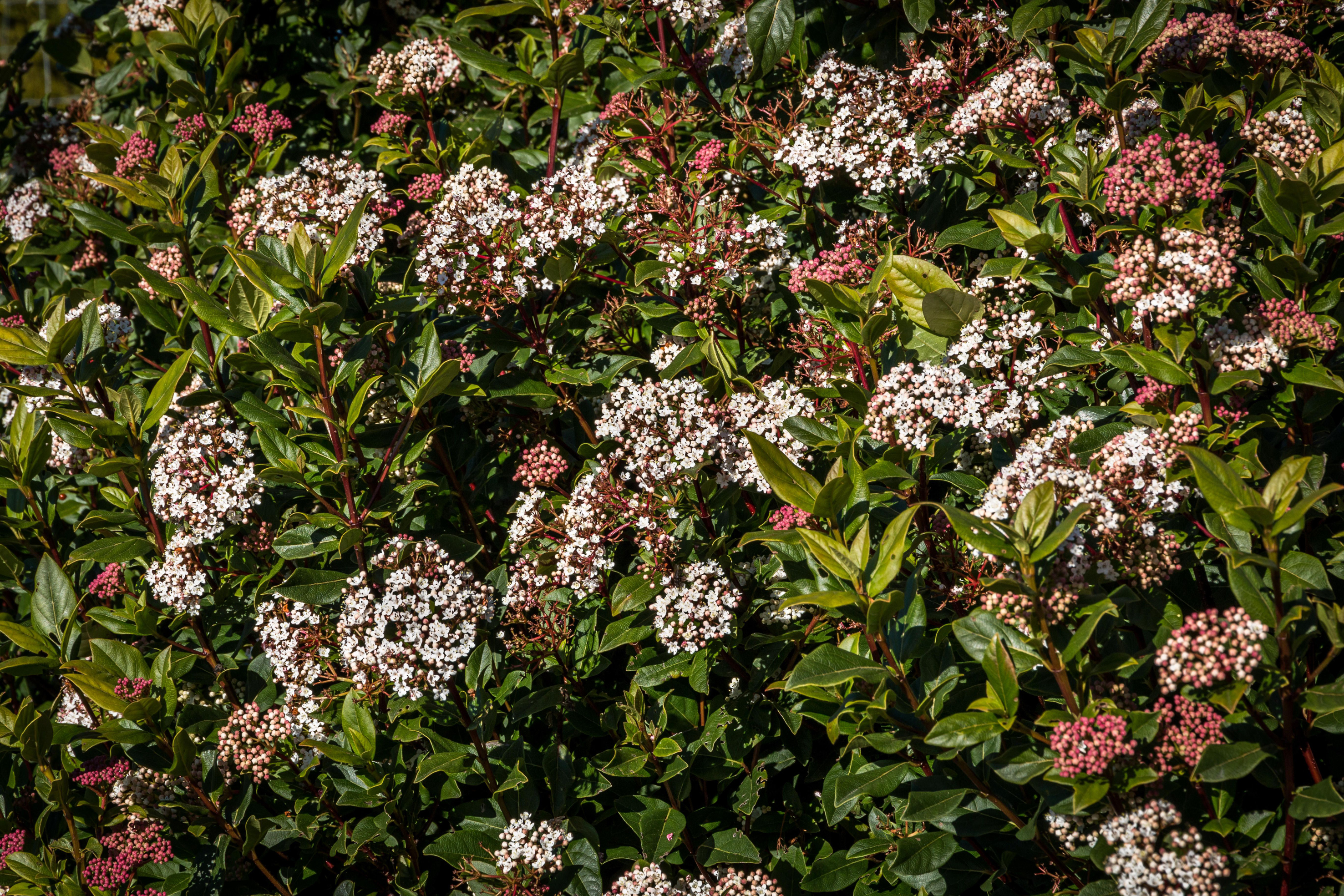 Vibernum titus flowering shrub