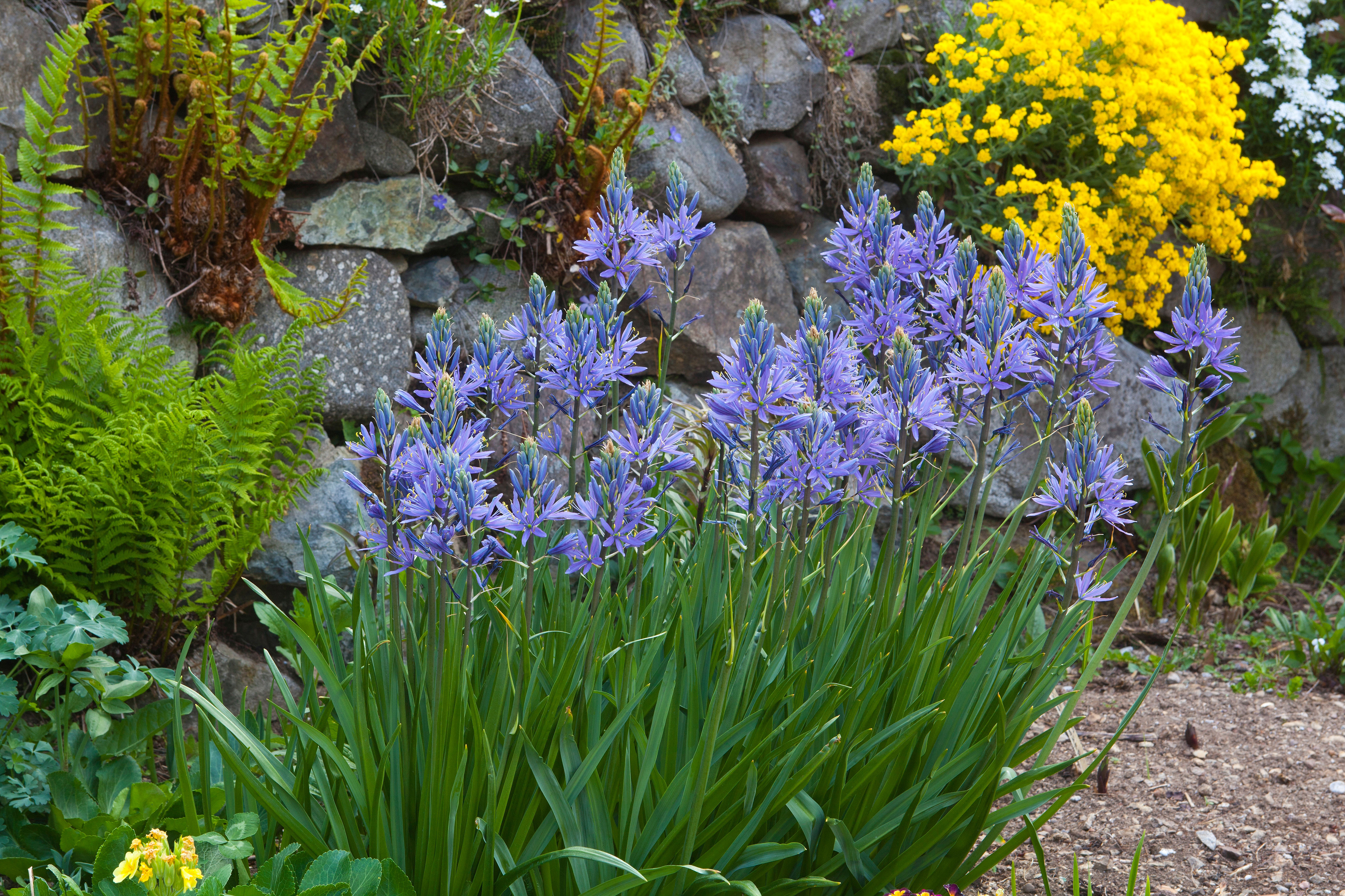 A clump of camassias (Alamy/PA)