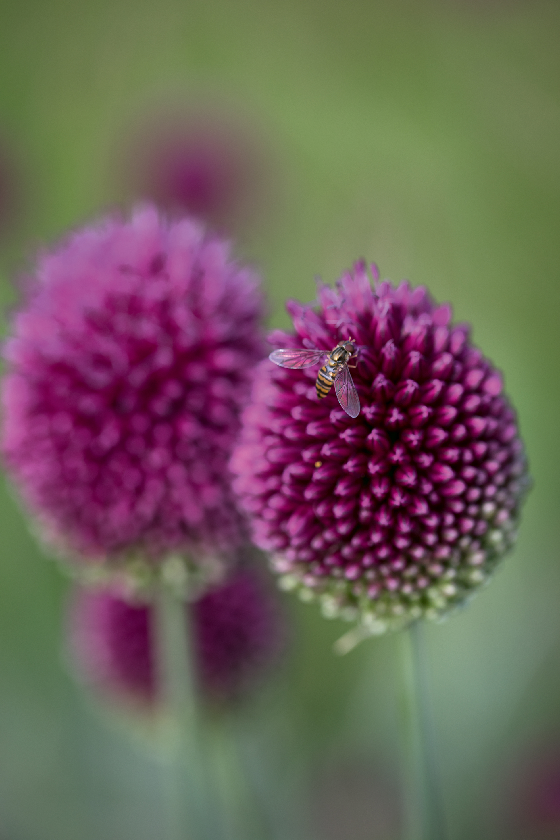 Allium sphaerocephalum (Sarah Cuttle/PA)