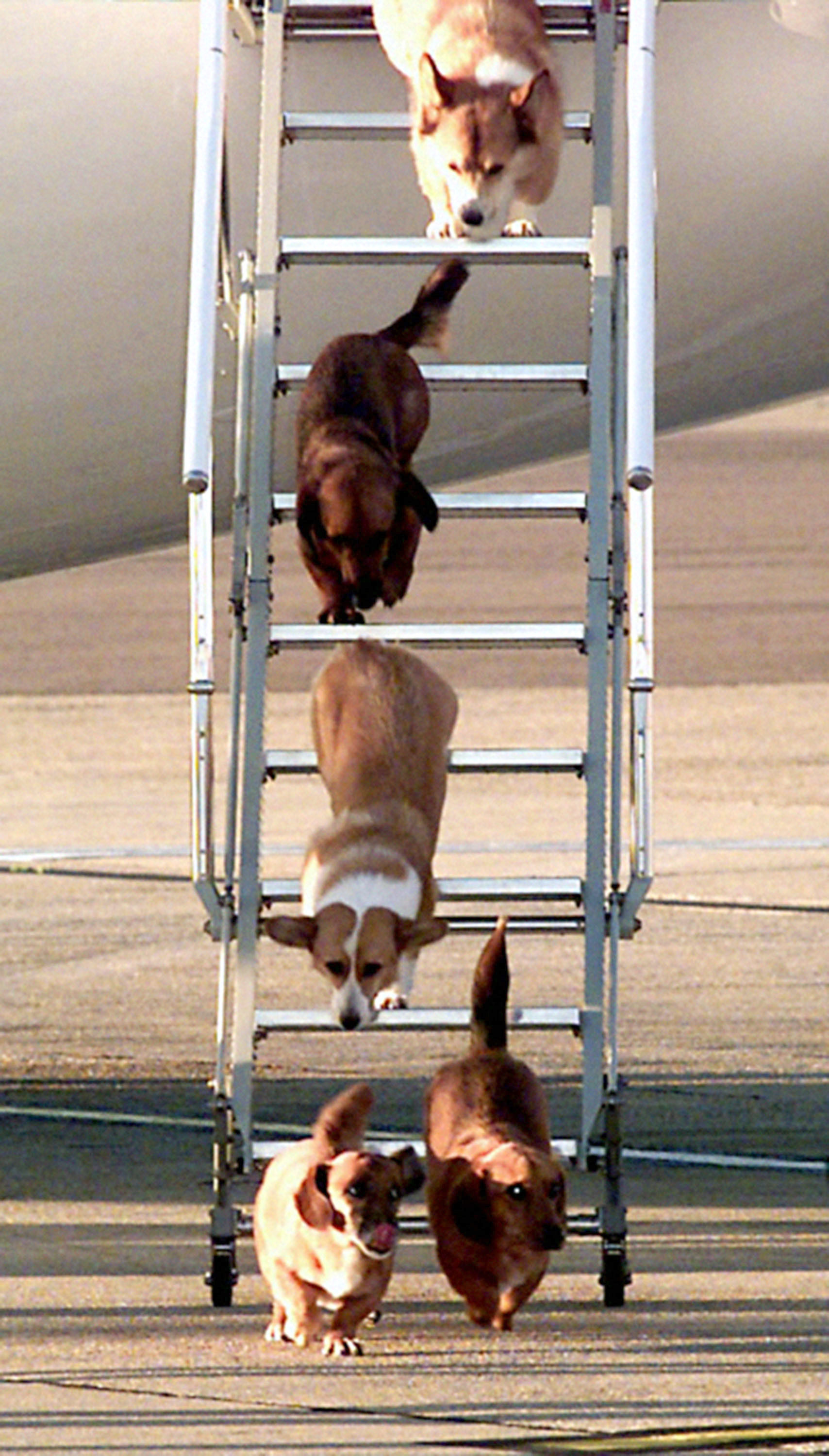 Queen's corgis