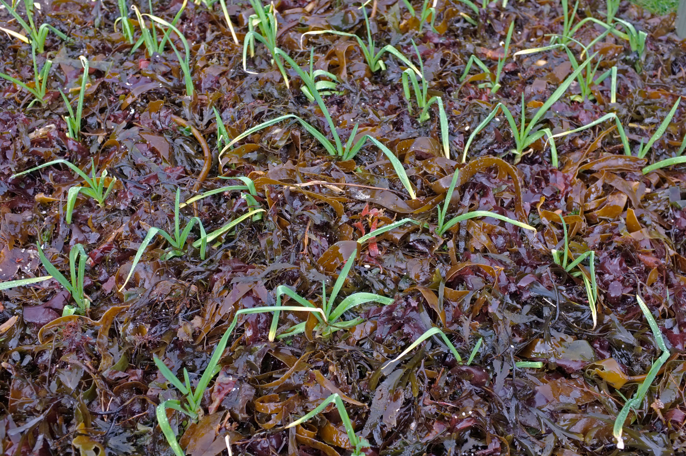 Autumn sown garlic with a mulch of seaweed