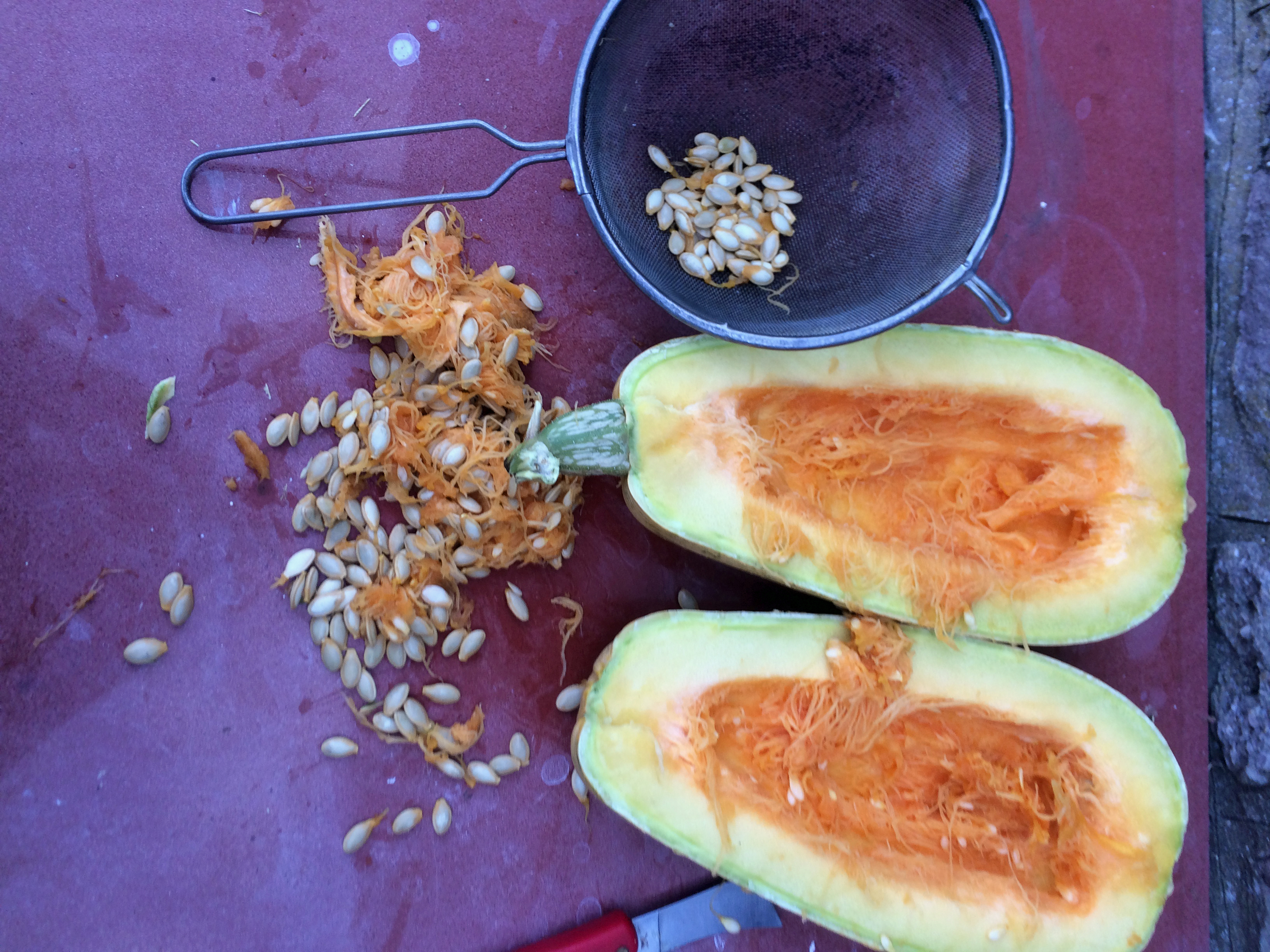 Collecting courgette seed (Adam Alexander/PA)