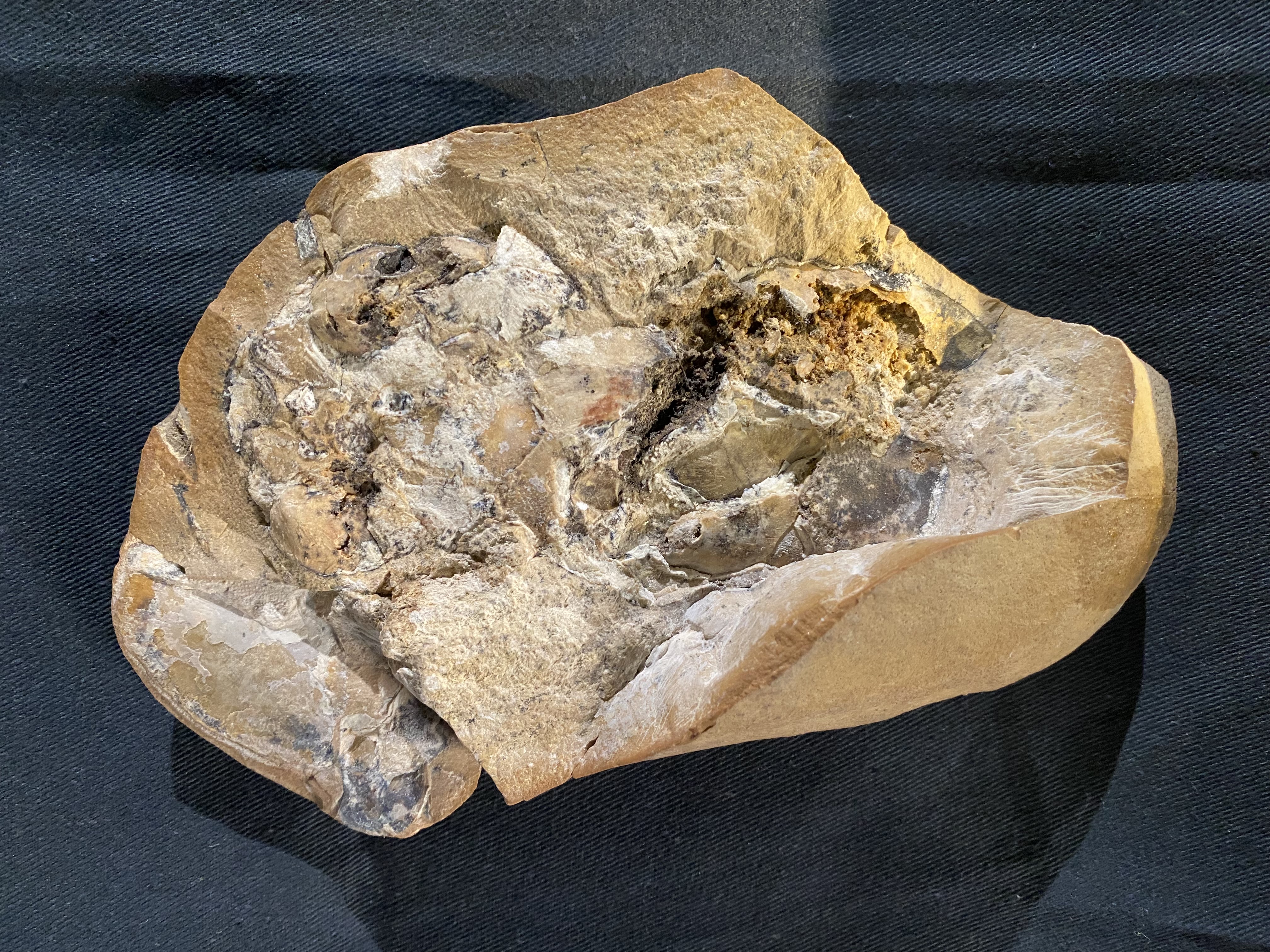 The fossil where the heart of a 380-million-year-old jawed fish was discovered