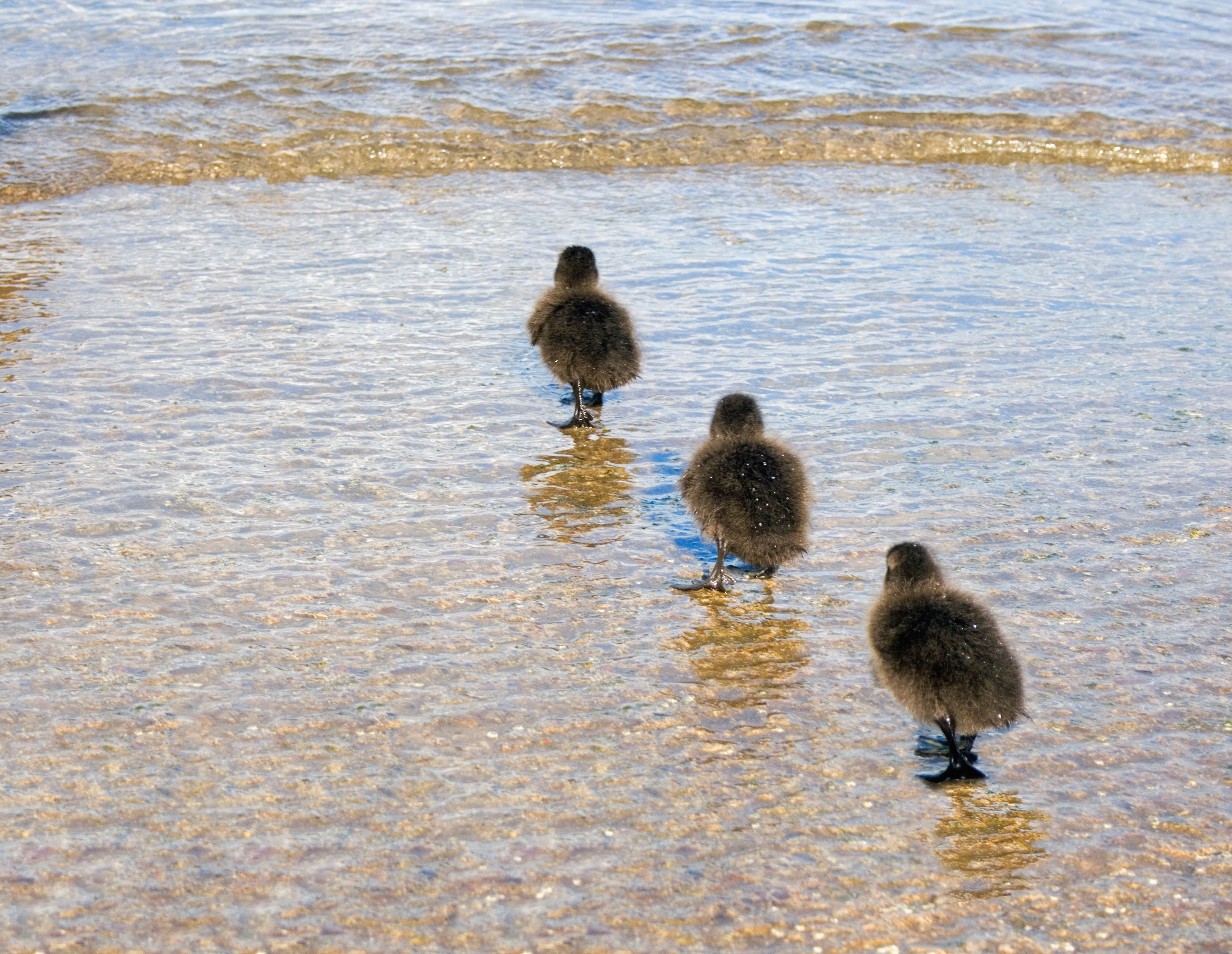 Three ducklings walking in a line