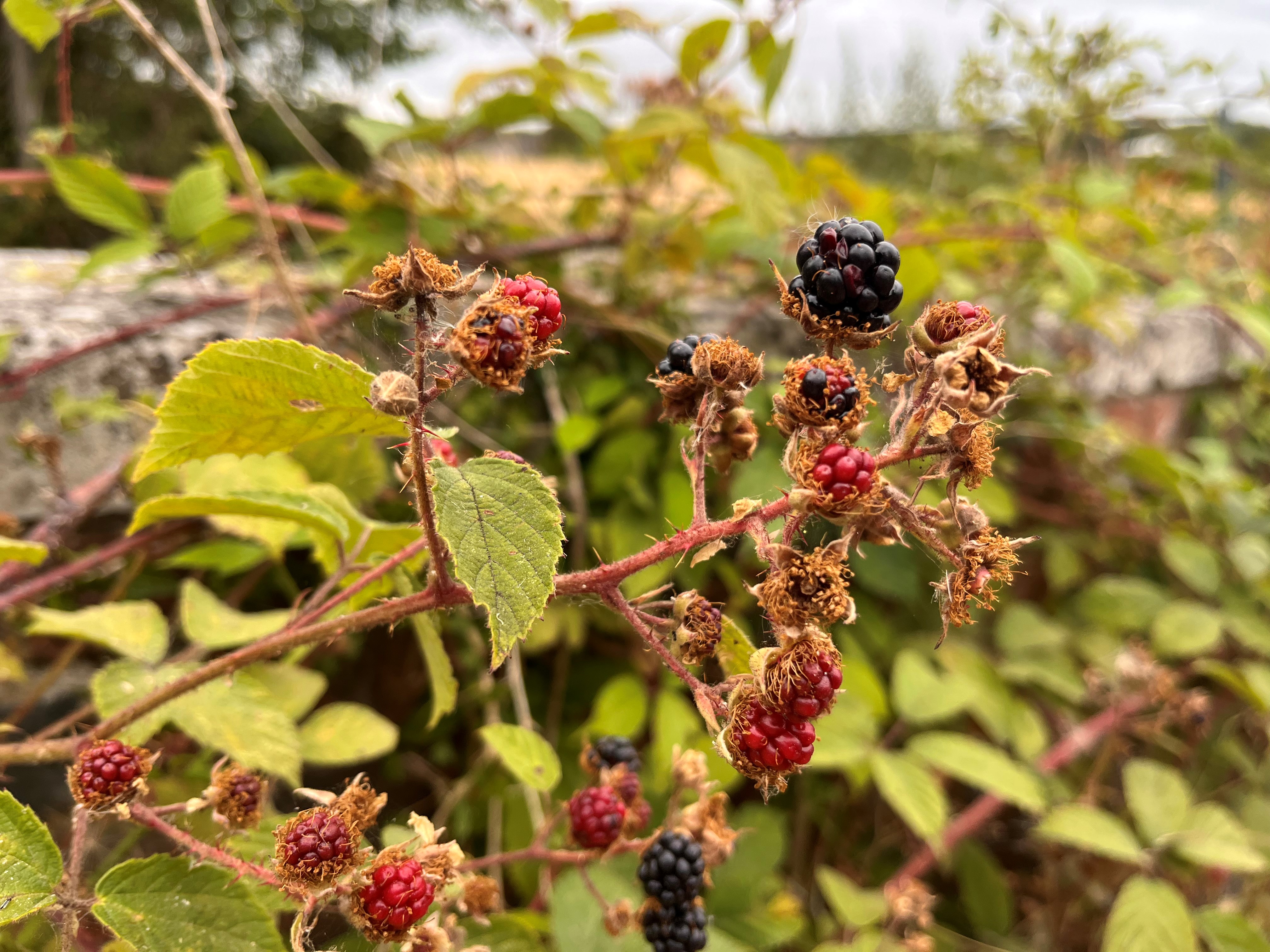 Blackberries