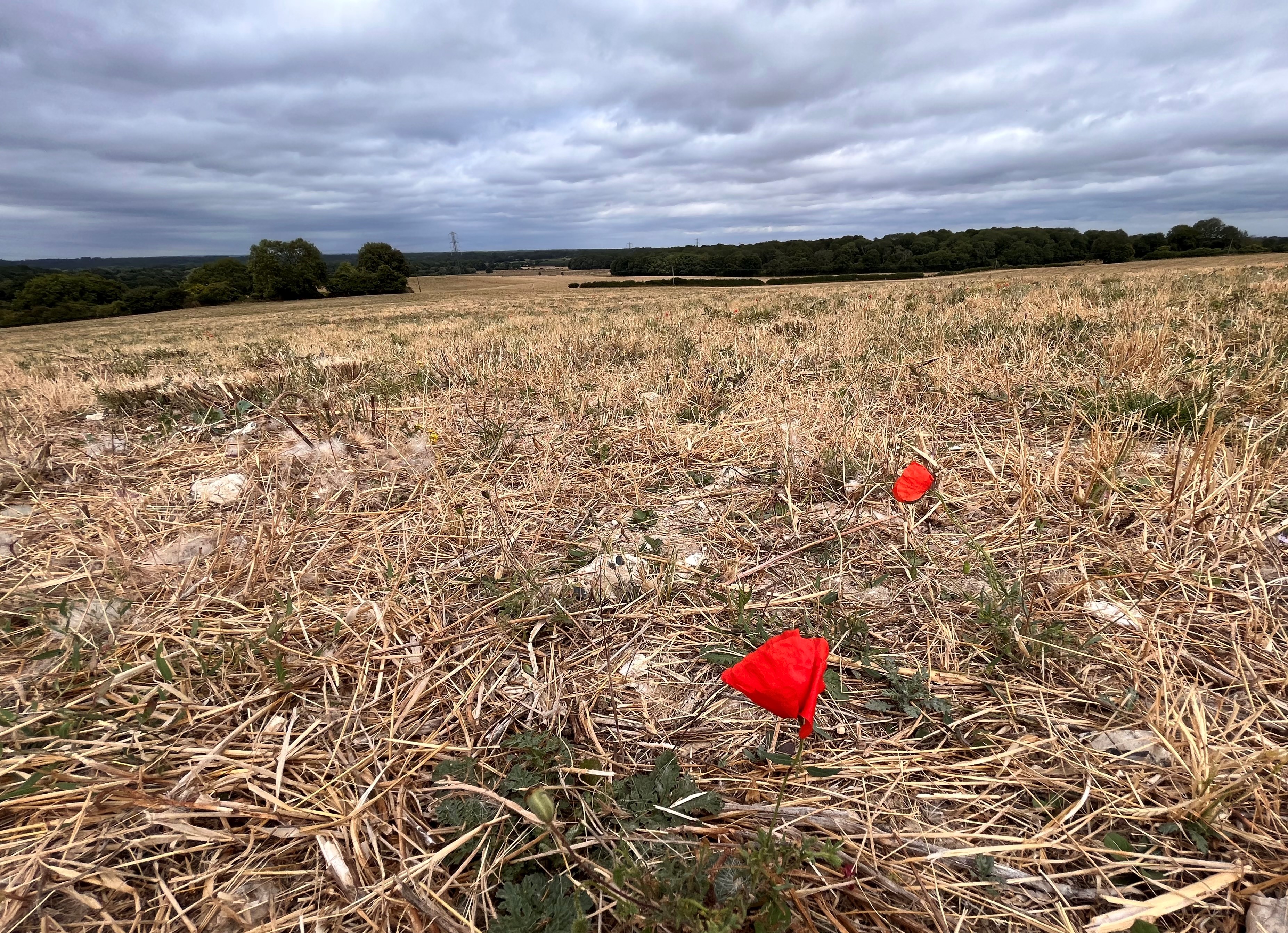 Poppies on chalk grassland on the estate