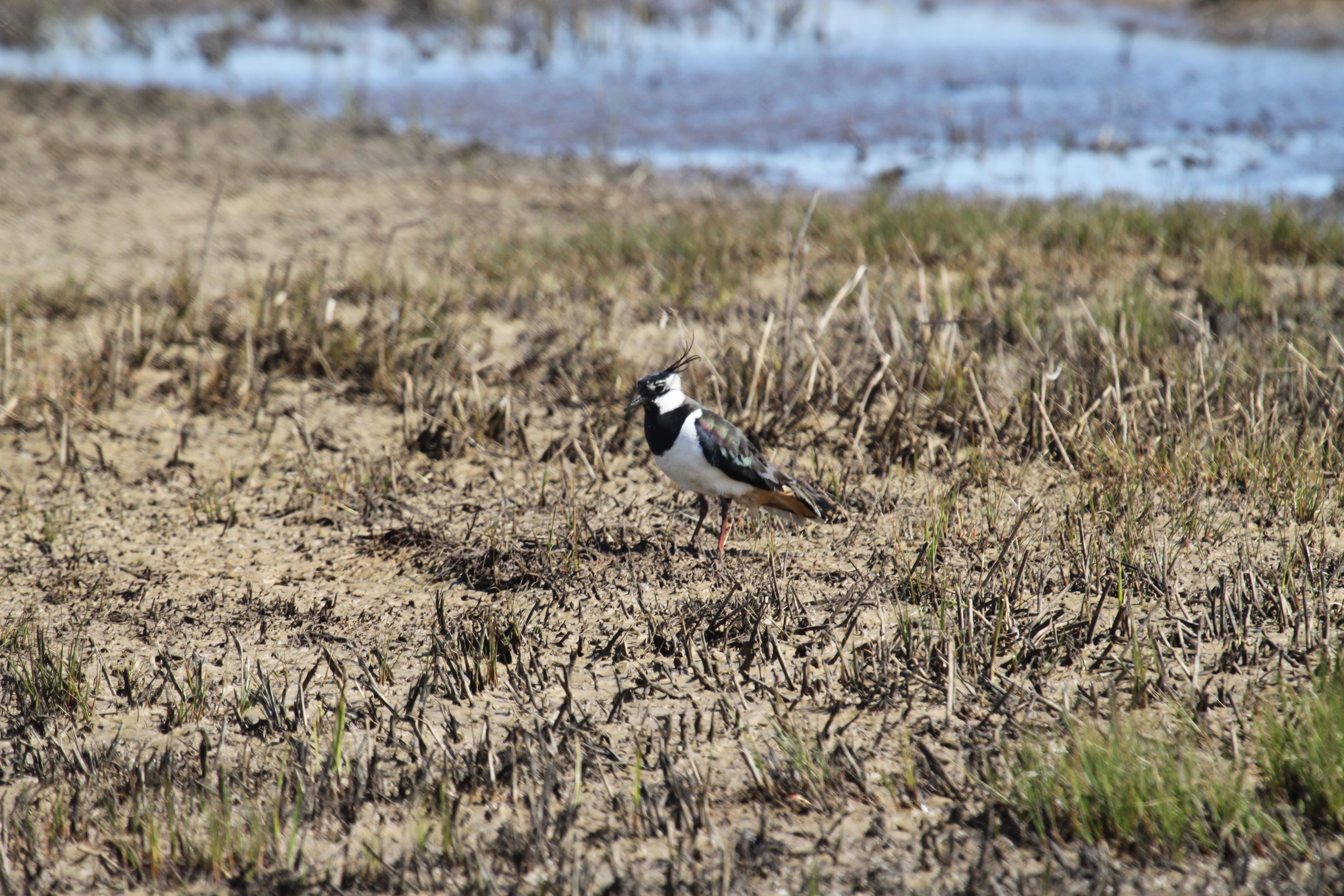 Lapwing on Orford Ness (Sam Cooper/National Trust/PA)