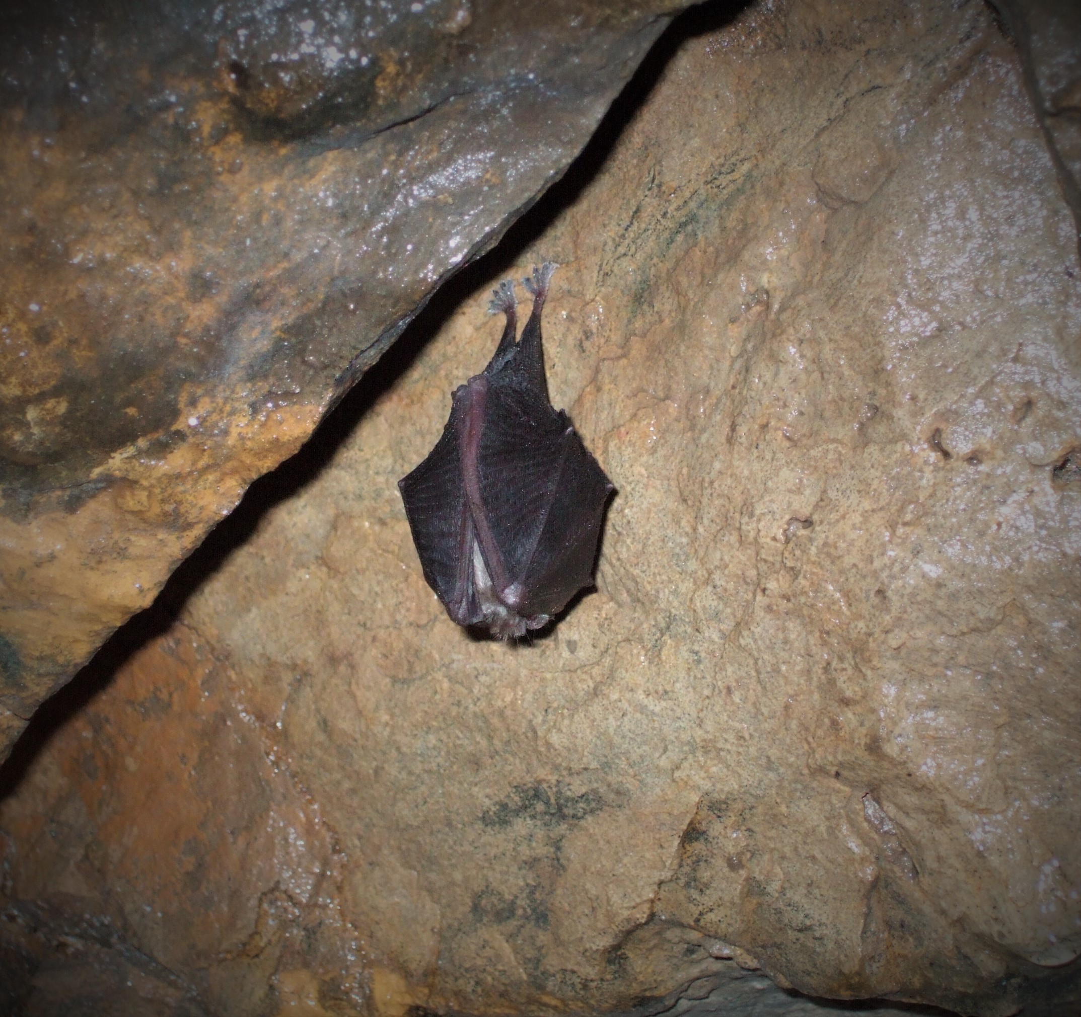 Lesser horseshoe bat (Alastair Hotchkiss/Woodland Trust/PA)
