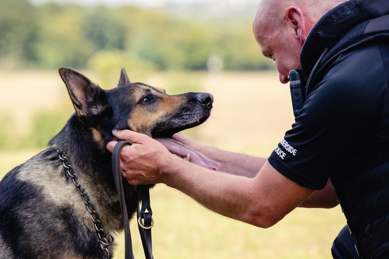 Retired police dog shot three times in the face wins lifetime award Express & Star