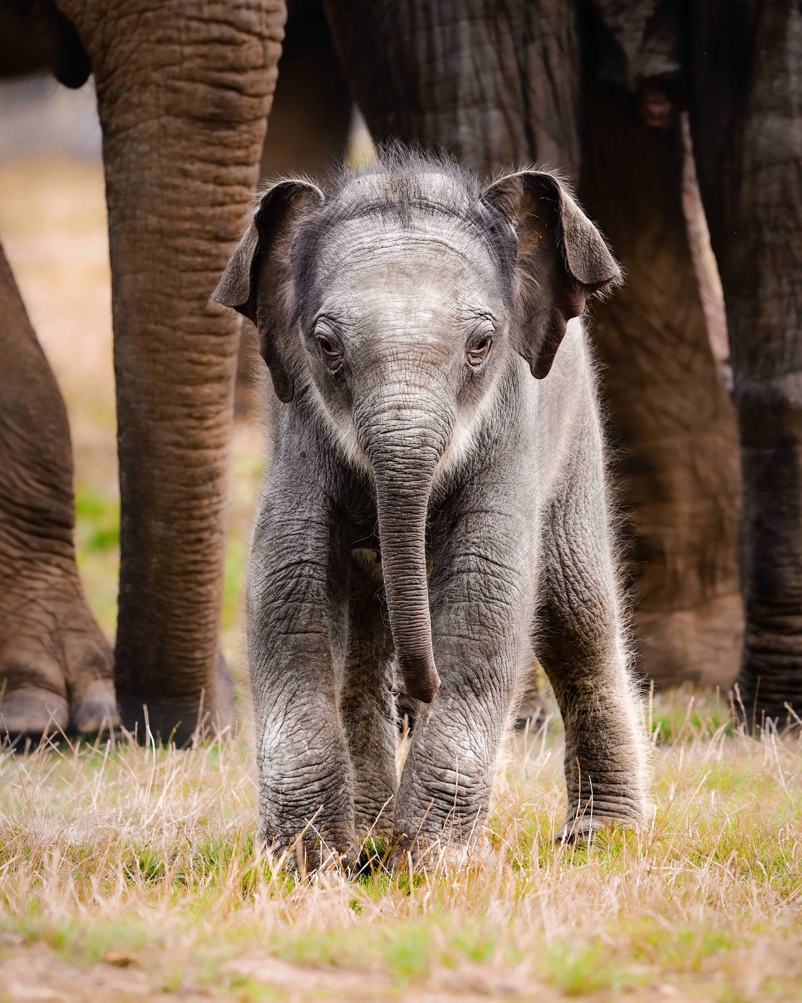 Baby Asian elephant named Thai word for Queen in honour of the late monarch