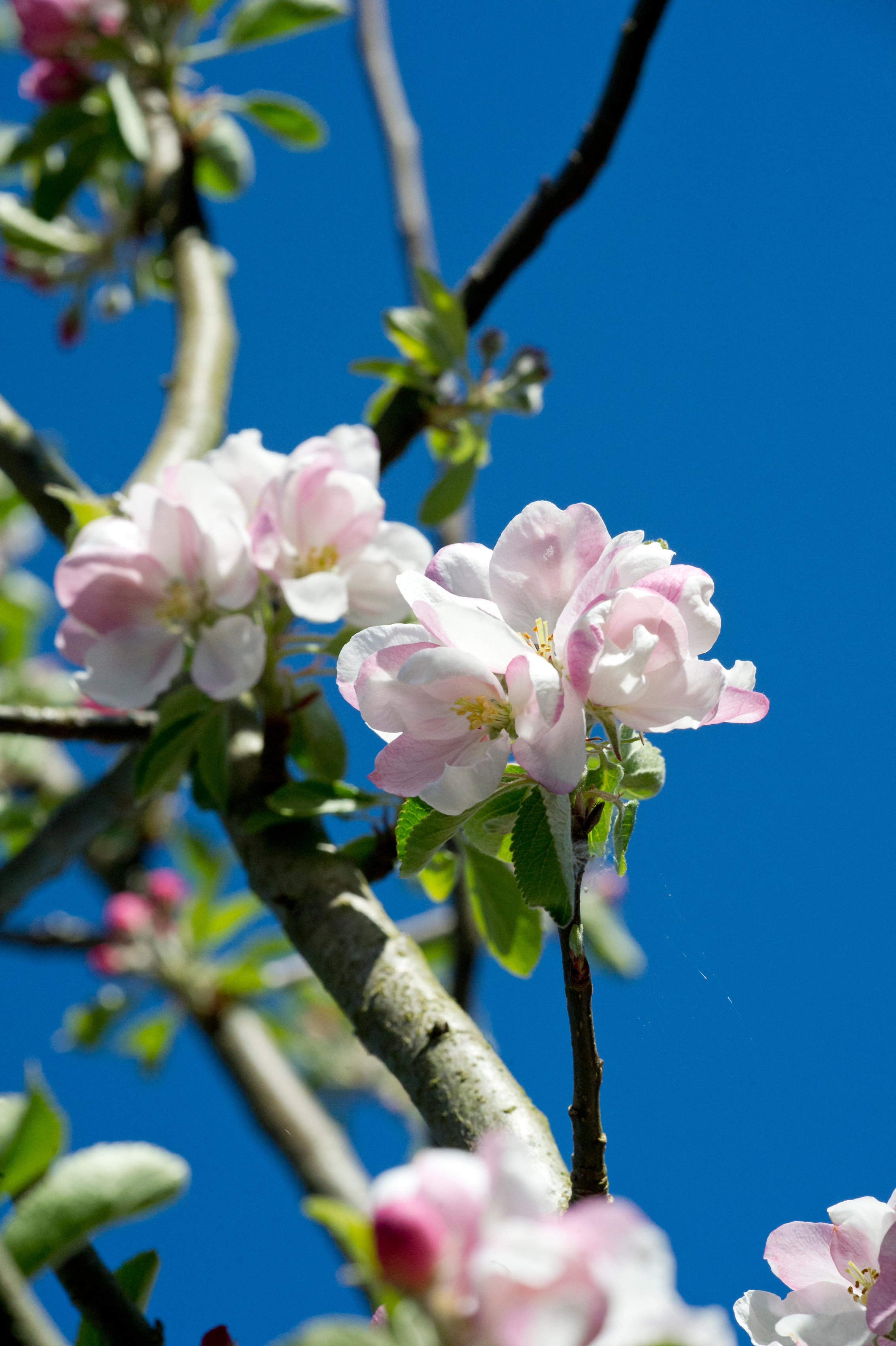 Apple blossom (Alamy/PA)