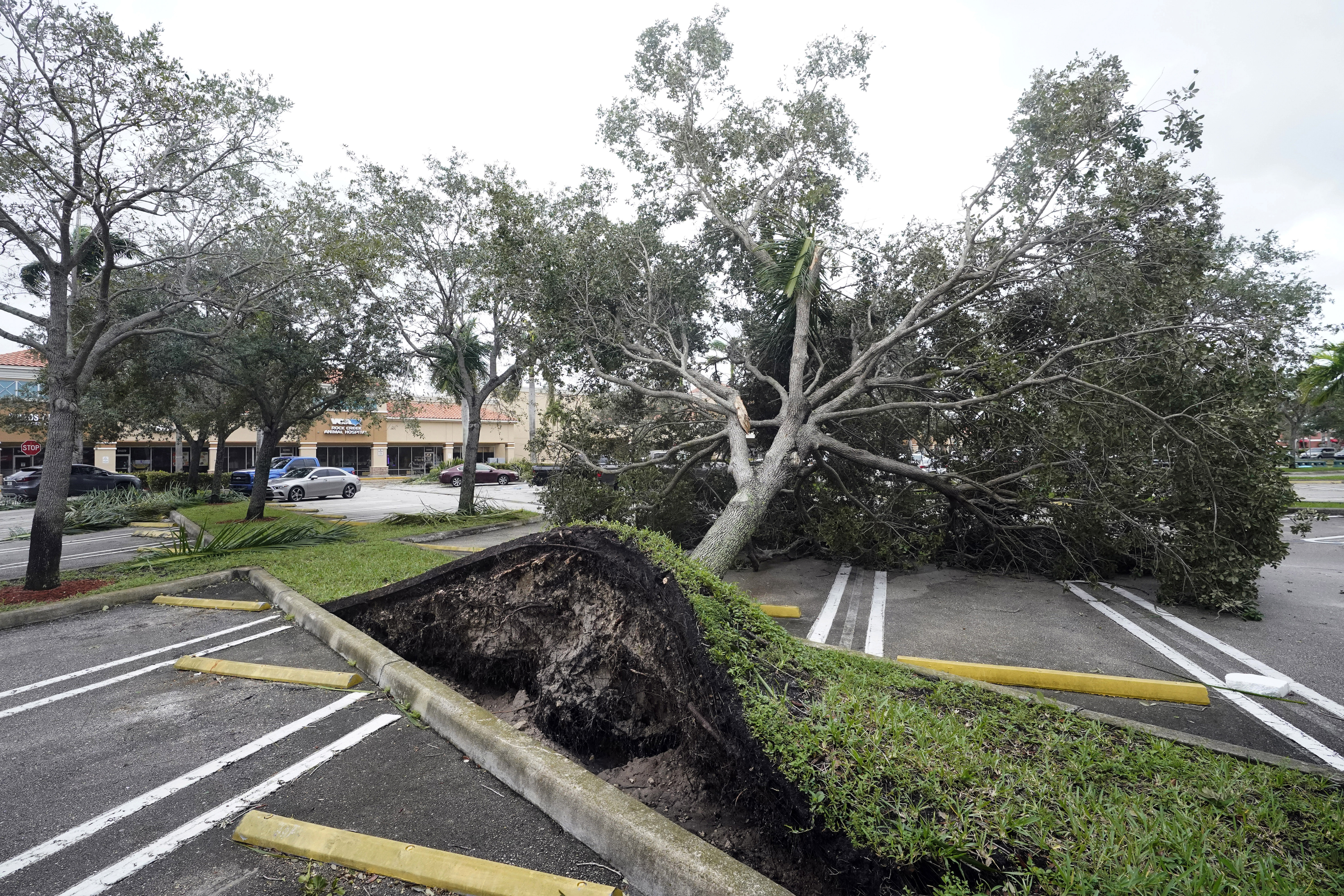 An uprooted tree in a shopping centre car park in Cooper City, Florida