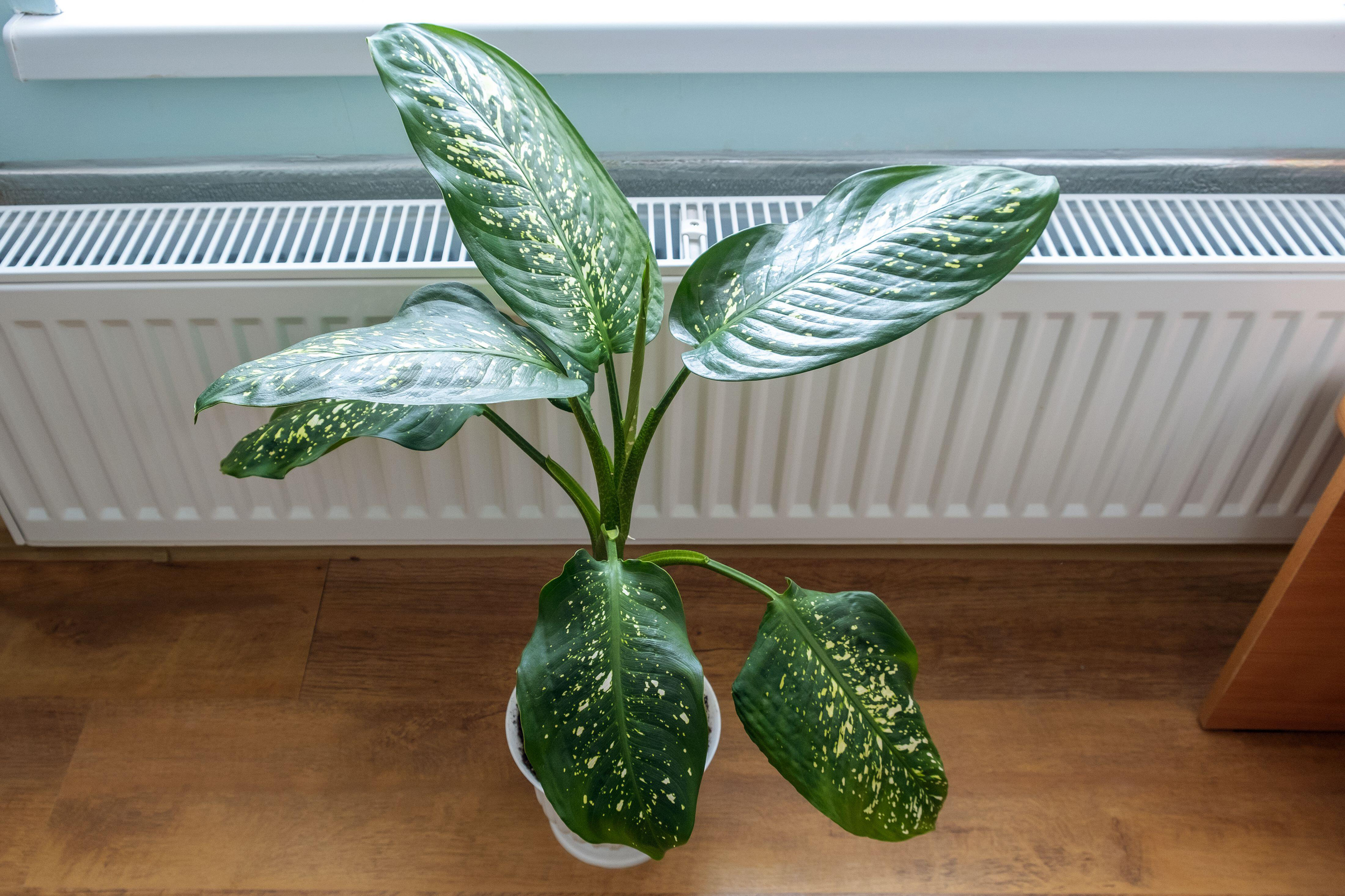 Houseplant next to a radiator (Alamy/PA)