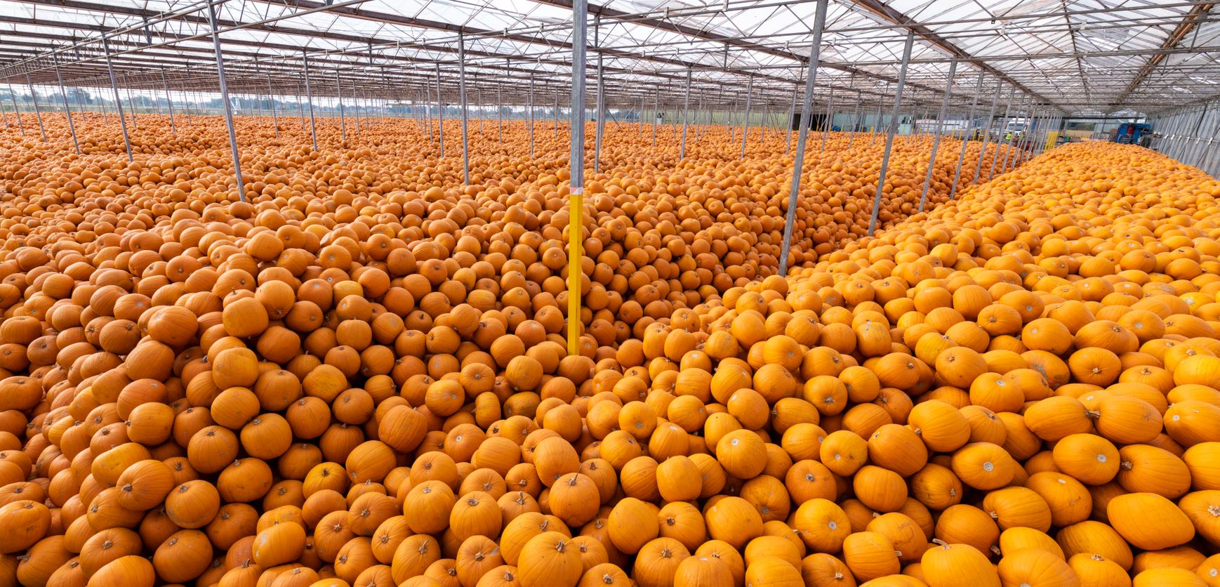 Oakley Farms, based near Wisbech, Cambridgeshire, has reported 'full availability' of pumpkins this year despite the summer heatwave. (Alan Bennett/ Tesco/ PA)