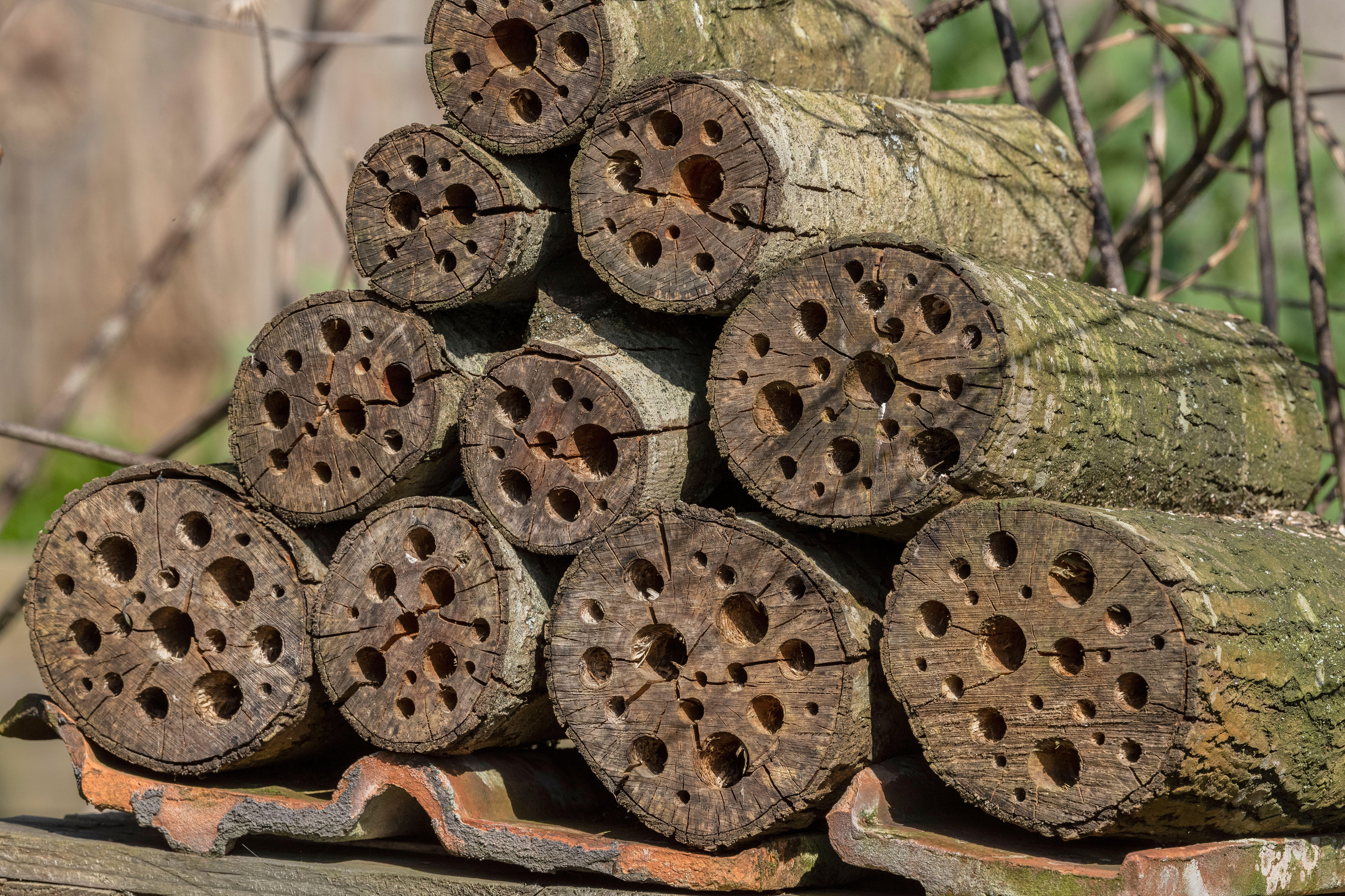 Log piles for insect hibernation (Alamy/PA)