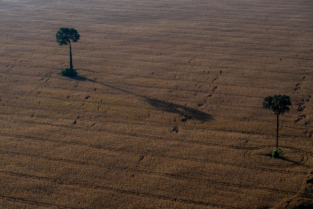 Soybean fields, with isolated Brazil nut trees, cut through the rainforest in the Tapajós region in the Amazon, Brazil