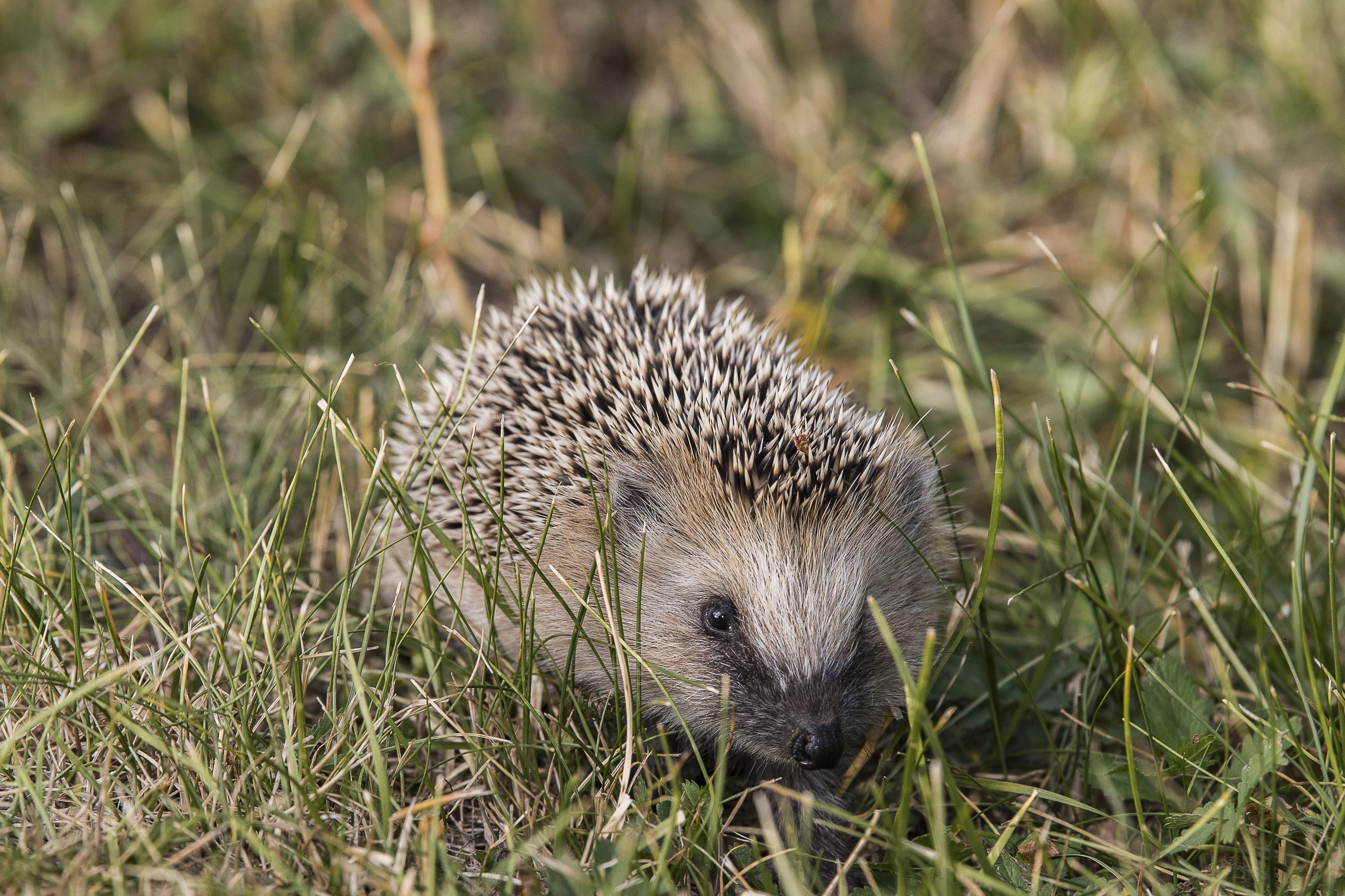 European hedgehog (Ola Jennersten/ WWF-Sweden/PA)