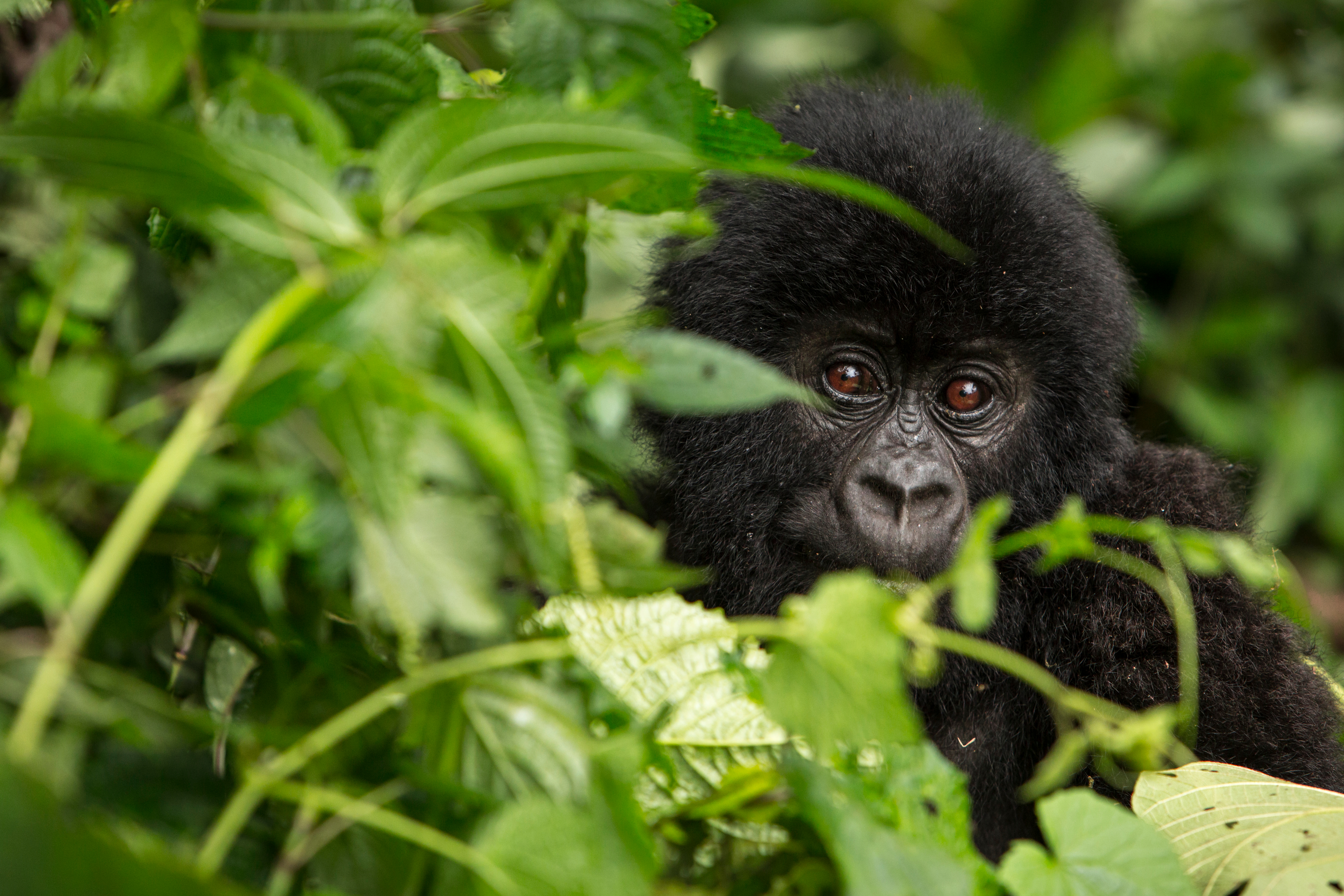 Mountain Gorilla in the Virunga National Park. Democratic Republic of the Congo (Paul Robinson/PA)
