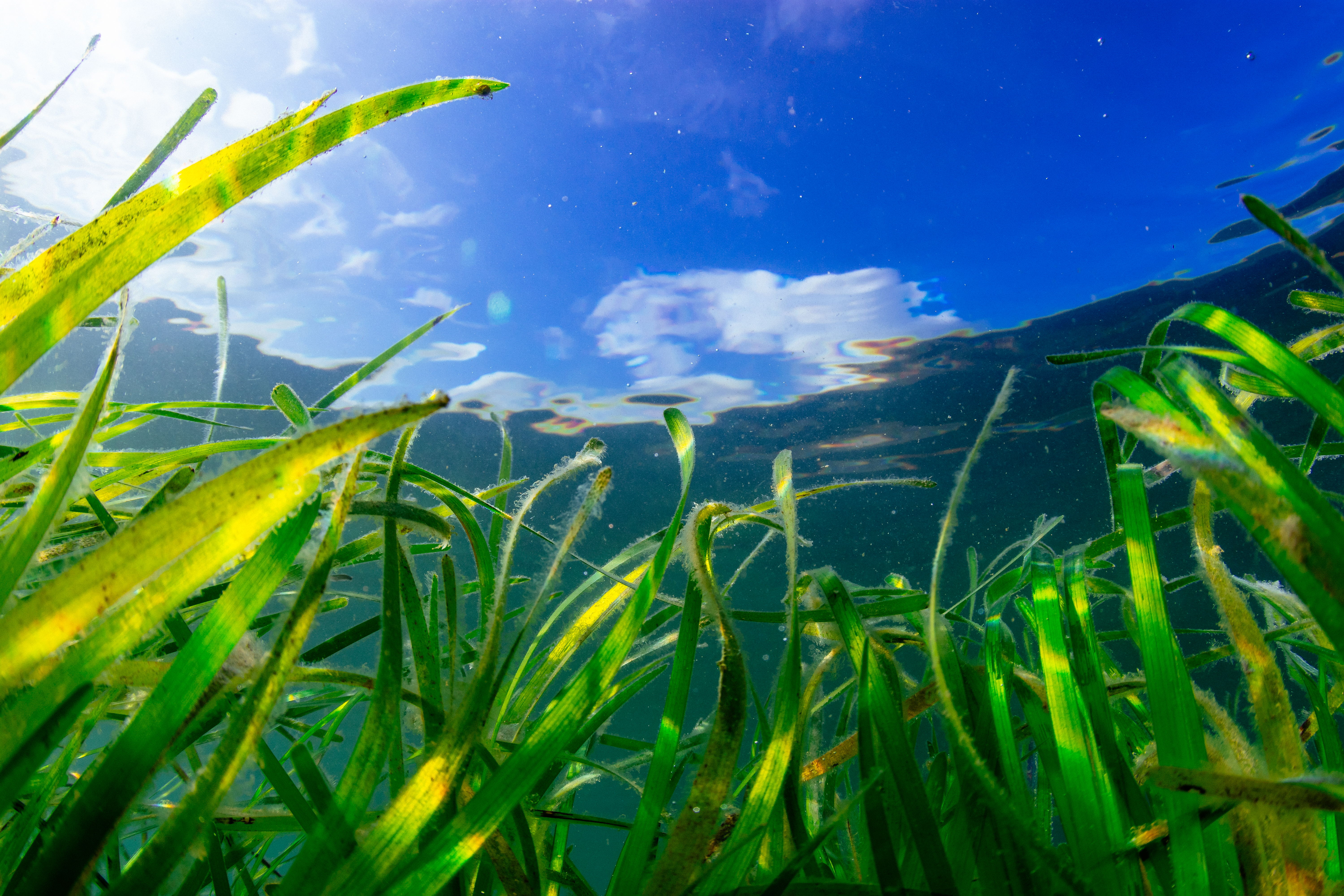 Seagrass bed in Porthdinllaen on the Llyn Peninsula, north west coast of Wales, UK. It is home to vital seagrass beds (