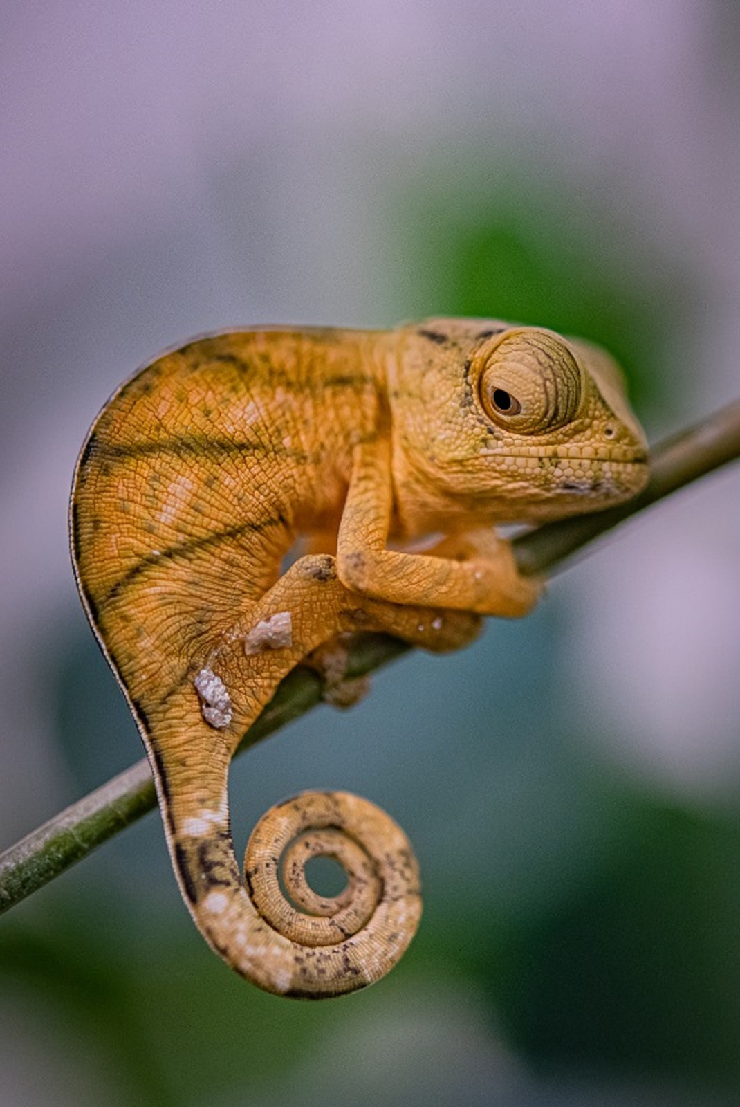 Reptile experts at Chester Zoo believe they have become the first zoo in the UK to breed rare Parson's chameleons