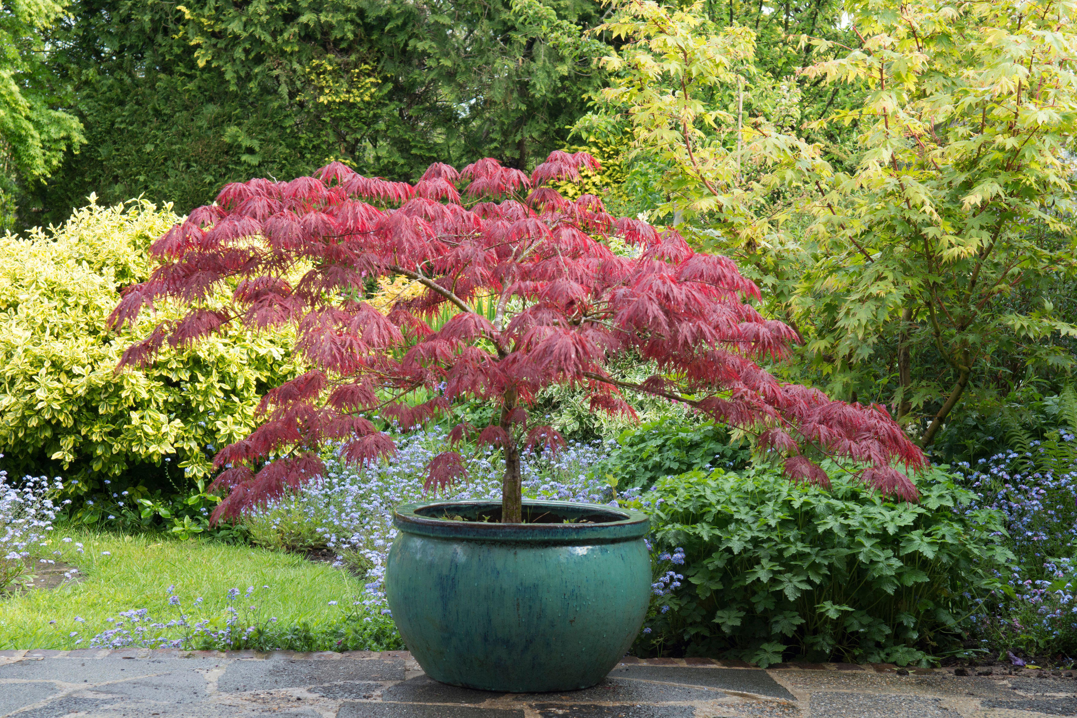 Acer palmatum 'Garnet' in a pot (Alamy/PA)