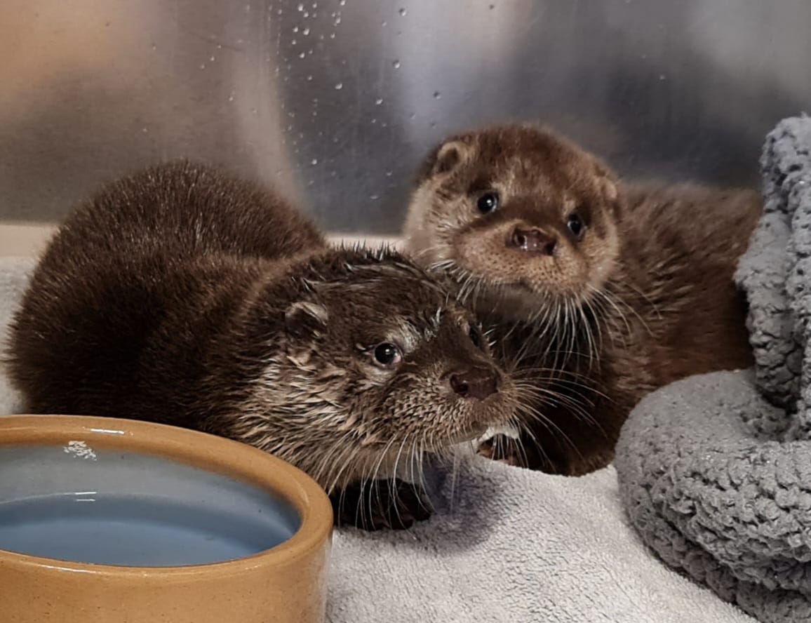 The two rescued otter pups, thought to be brother and sister, have been reunited. (South Essex Wildlife Hospital/ PA)