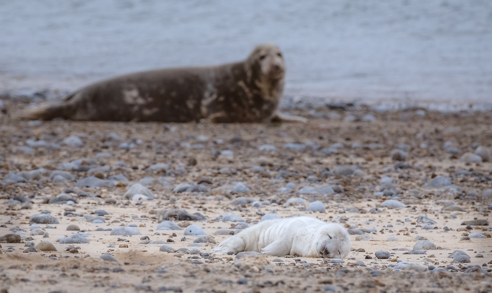 The first grey seal pup of the year has been born at Blakeney Point in Norfolk, England's largest colony. (Hanne Siebers/ National Trust Images/ PA)