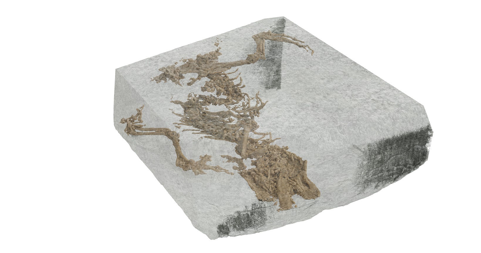 Digital image of the fossil of Bellairsia gracilis inside the rock