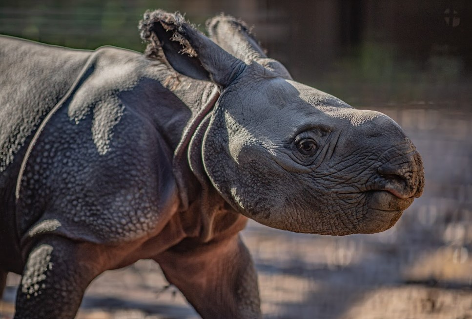 Chester Zoo rhino