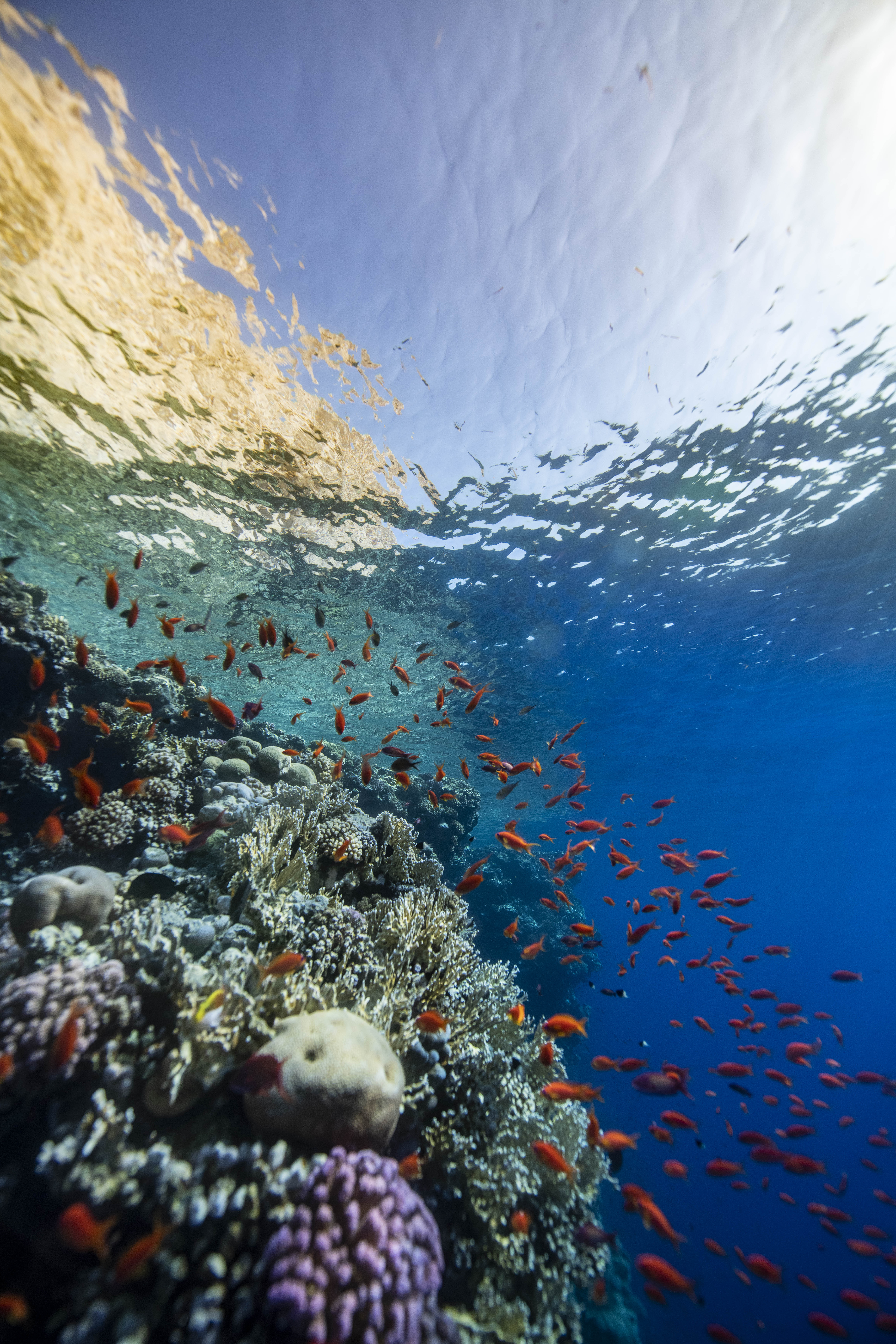 An underwater view of coral reefs teeming with fish