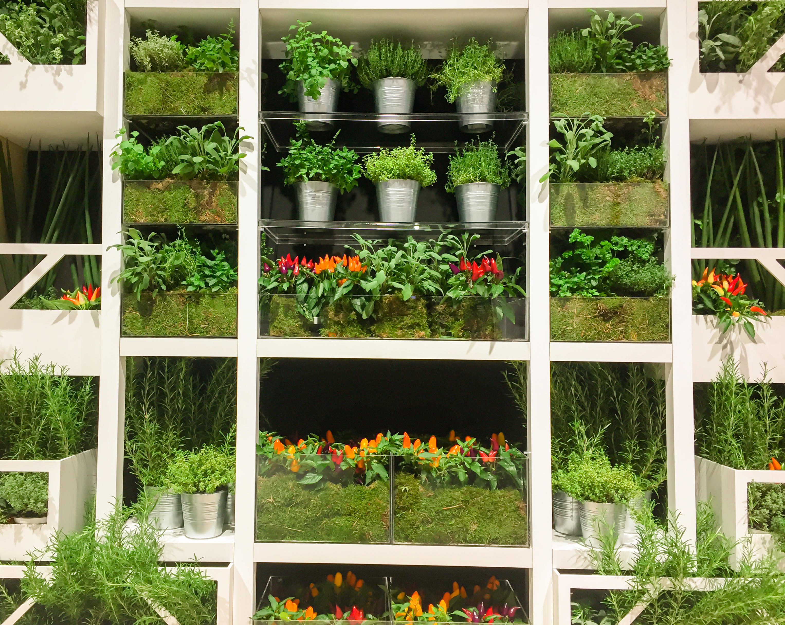 Shelves with pots of herbs (Alamy/PA)