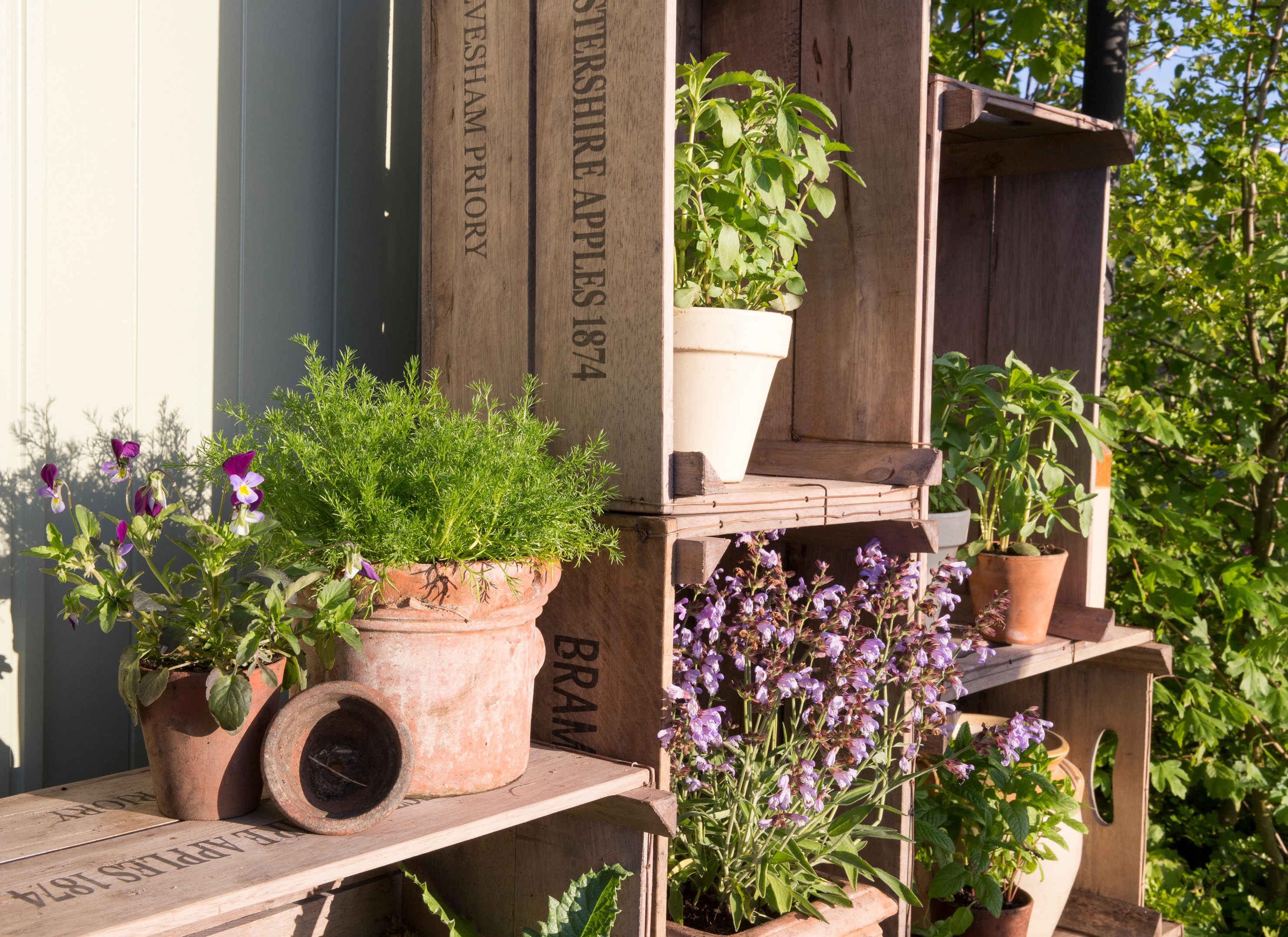 Pots planted with herbs (Alamy/PA)