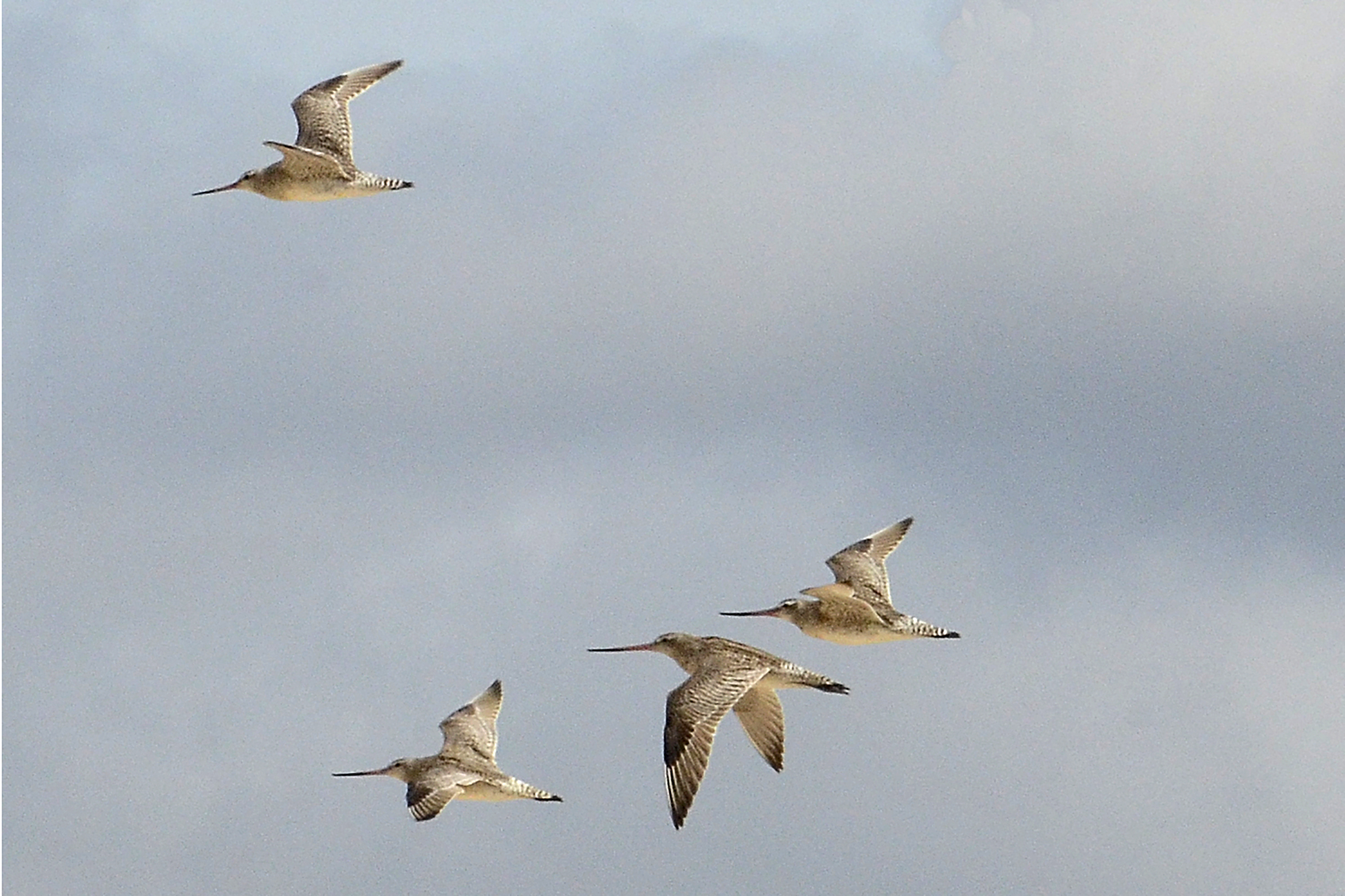 Bar-tailed godwits