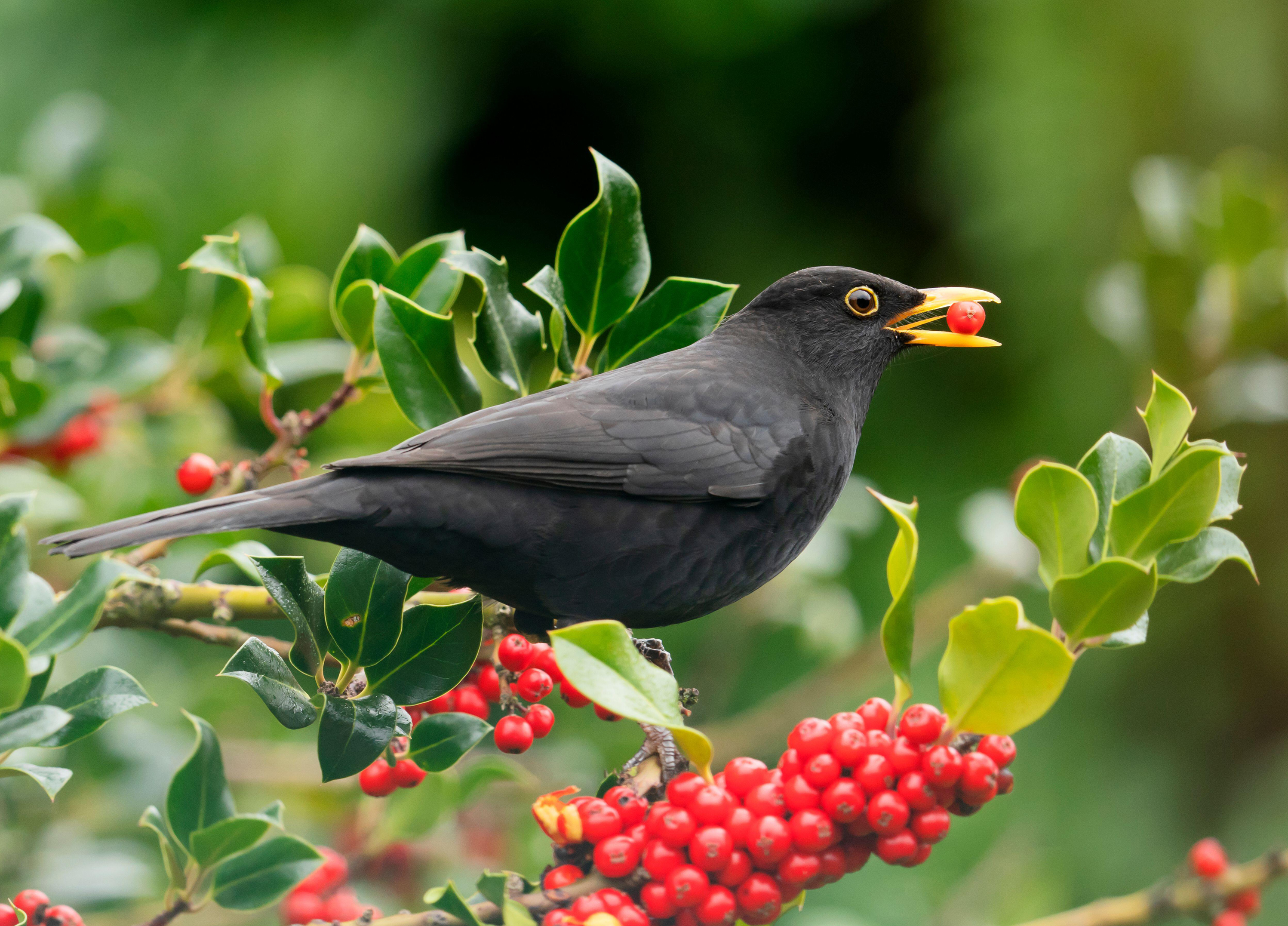 Blackbird eating holly berries (Alamy/PA)