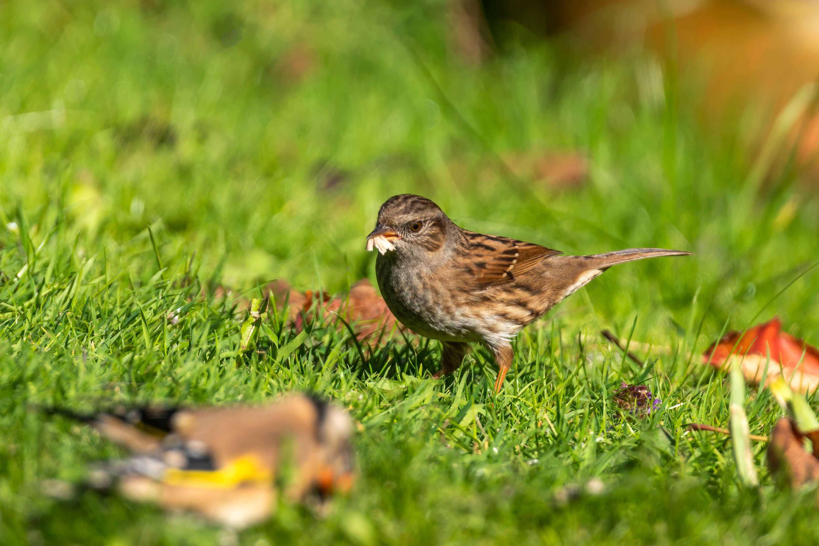 Dunnock feeding on a lawn (Alamy/PA)